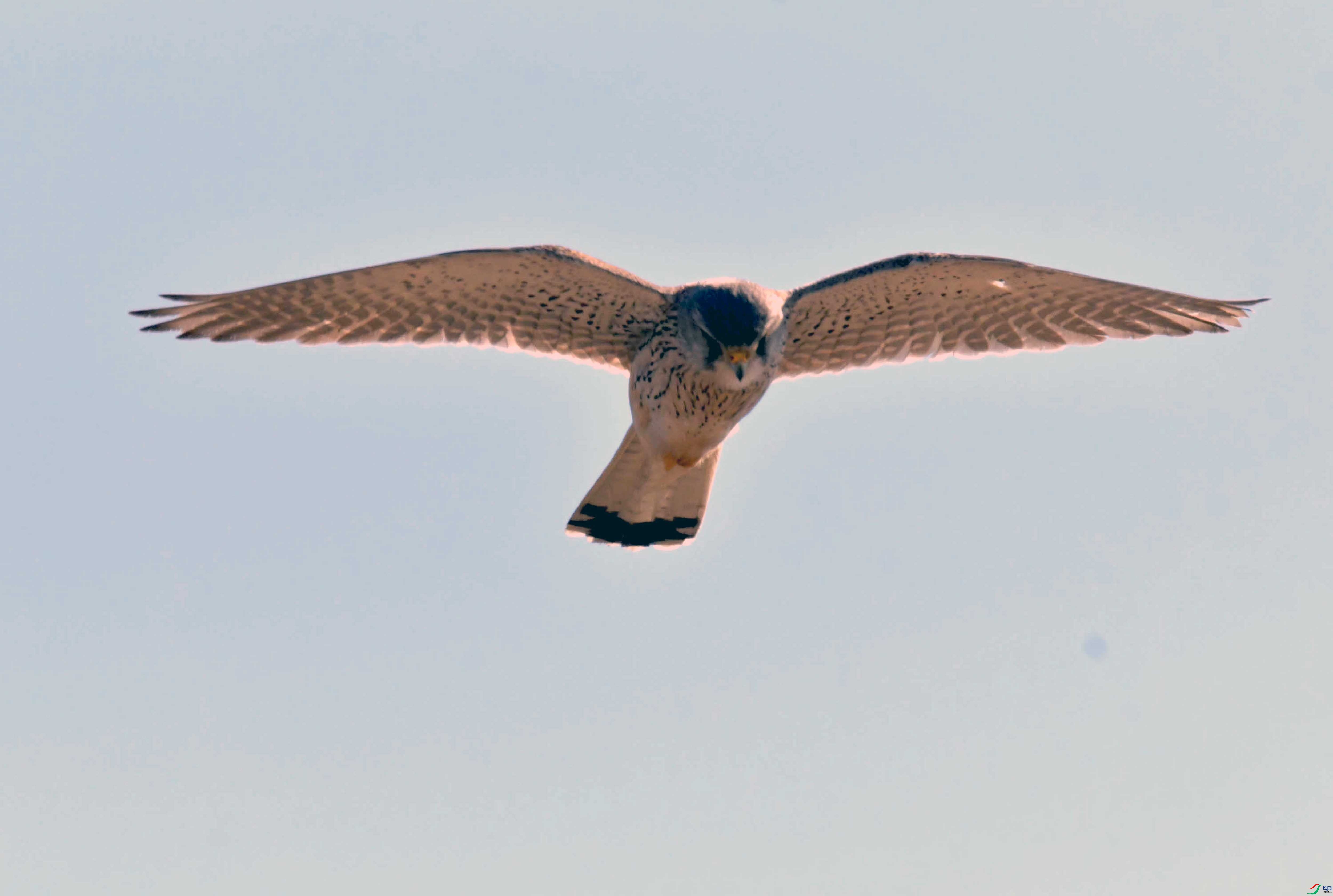 DSC_2889.JPG