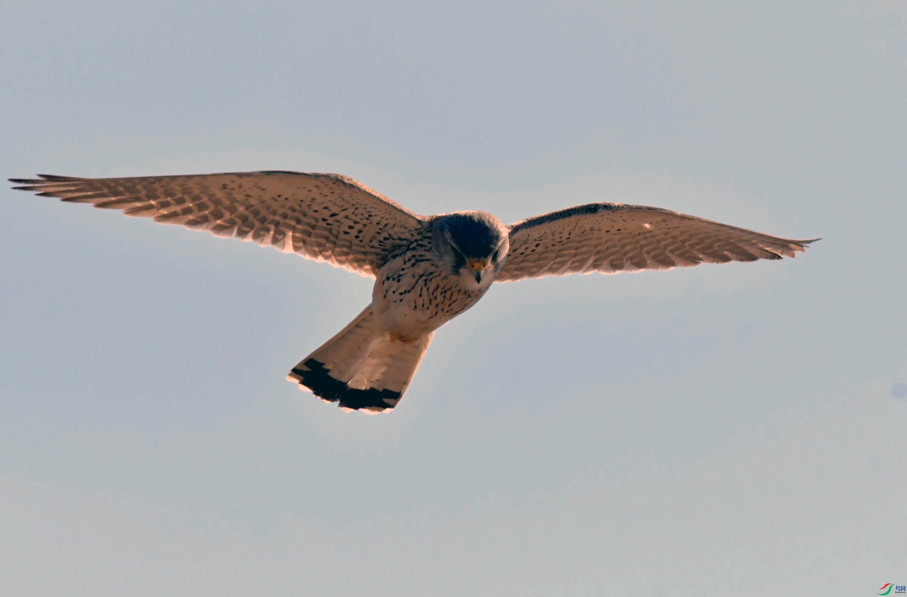 DSC_2890.JPG