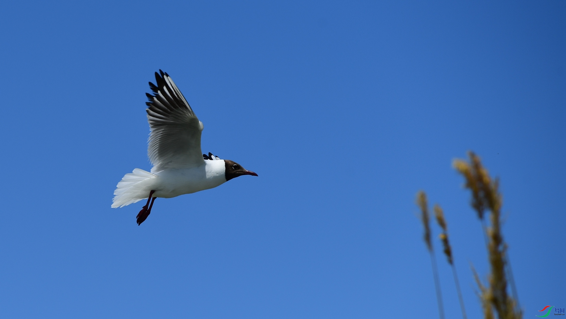 DSC_3650_����.jpg