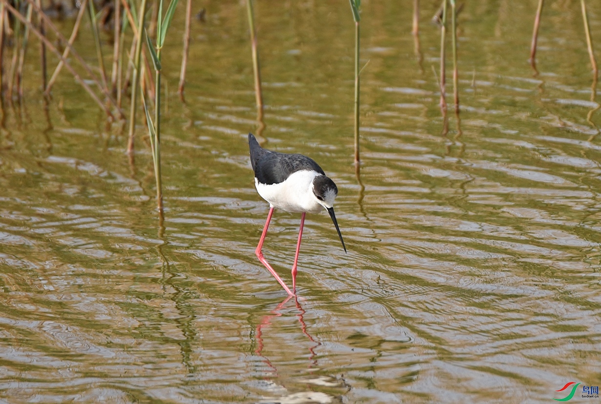 DSC_2624.jpg