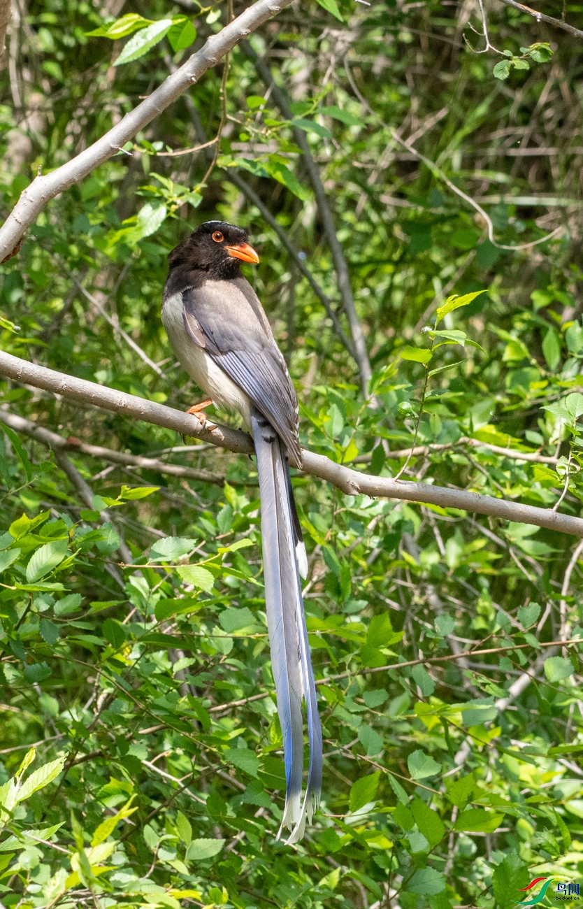DSC_0990.jpg