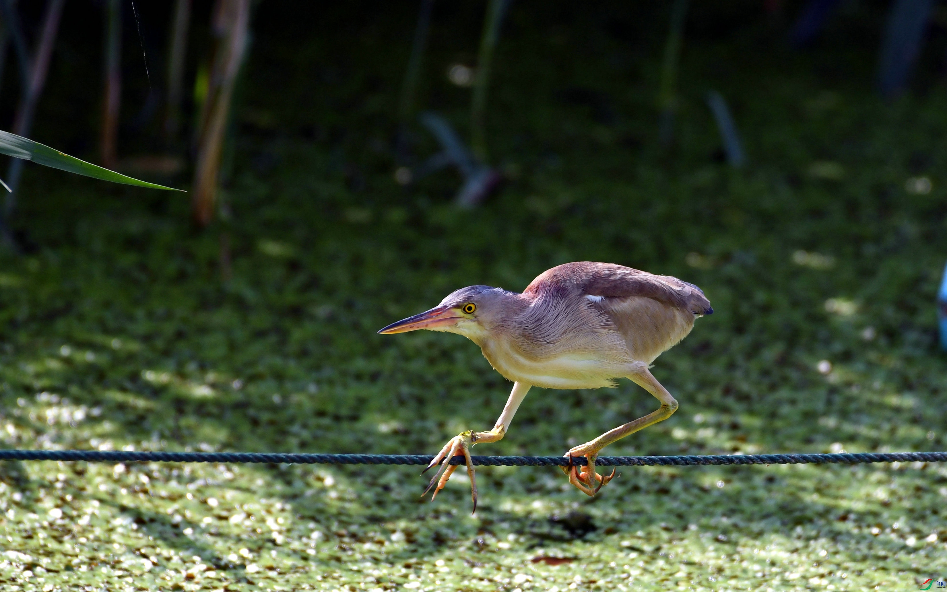 DSC_1093.JPG
