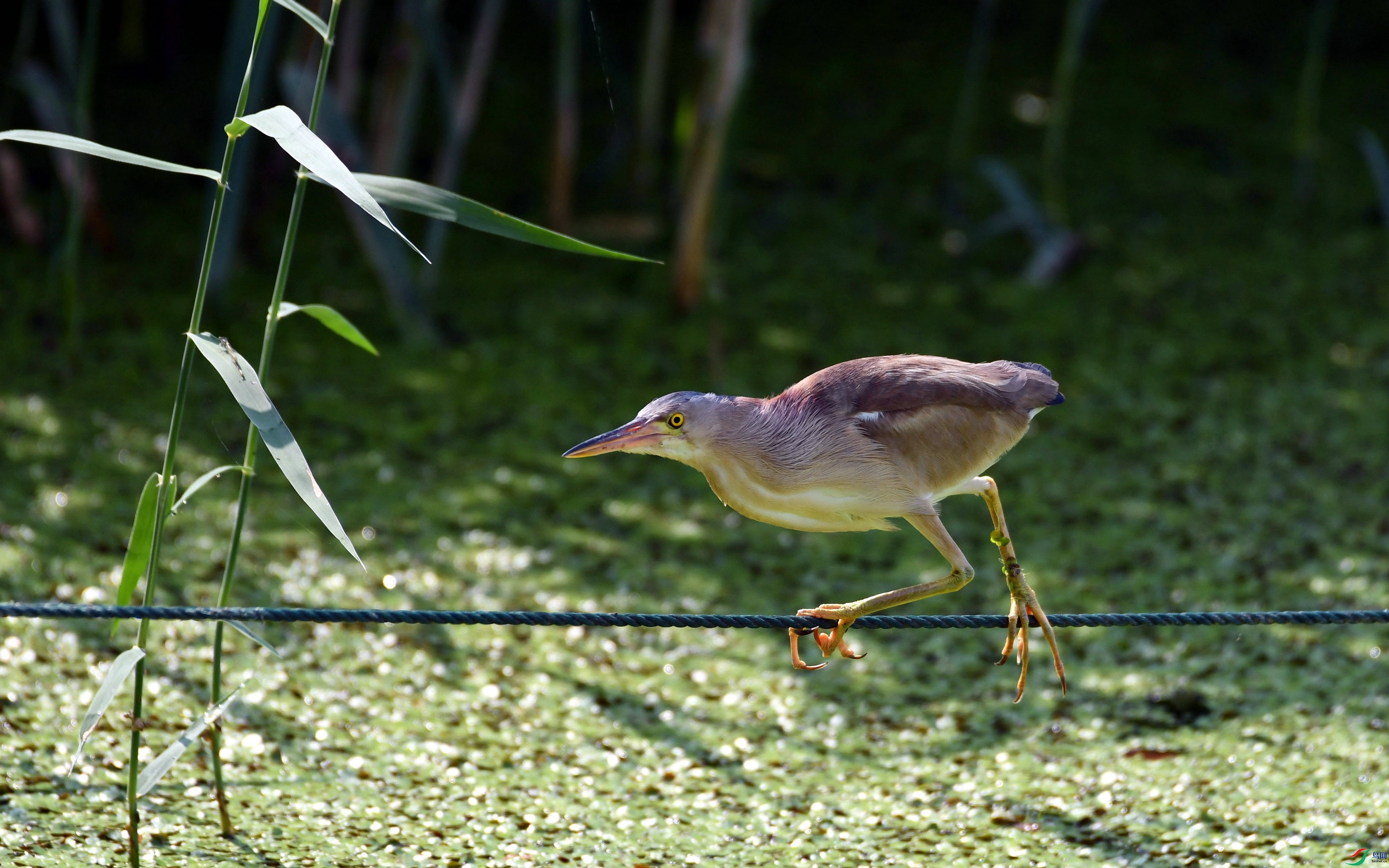 DSC_1094.JPG