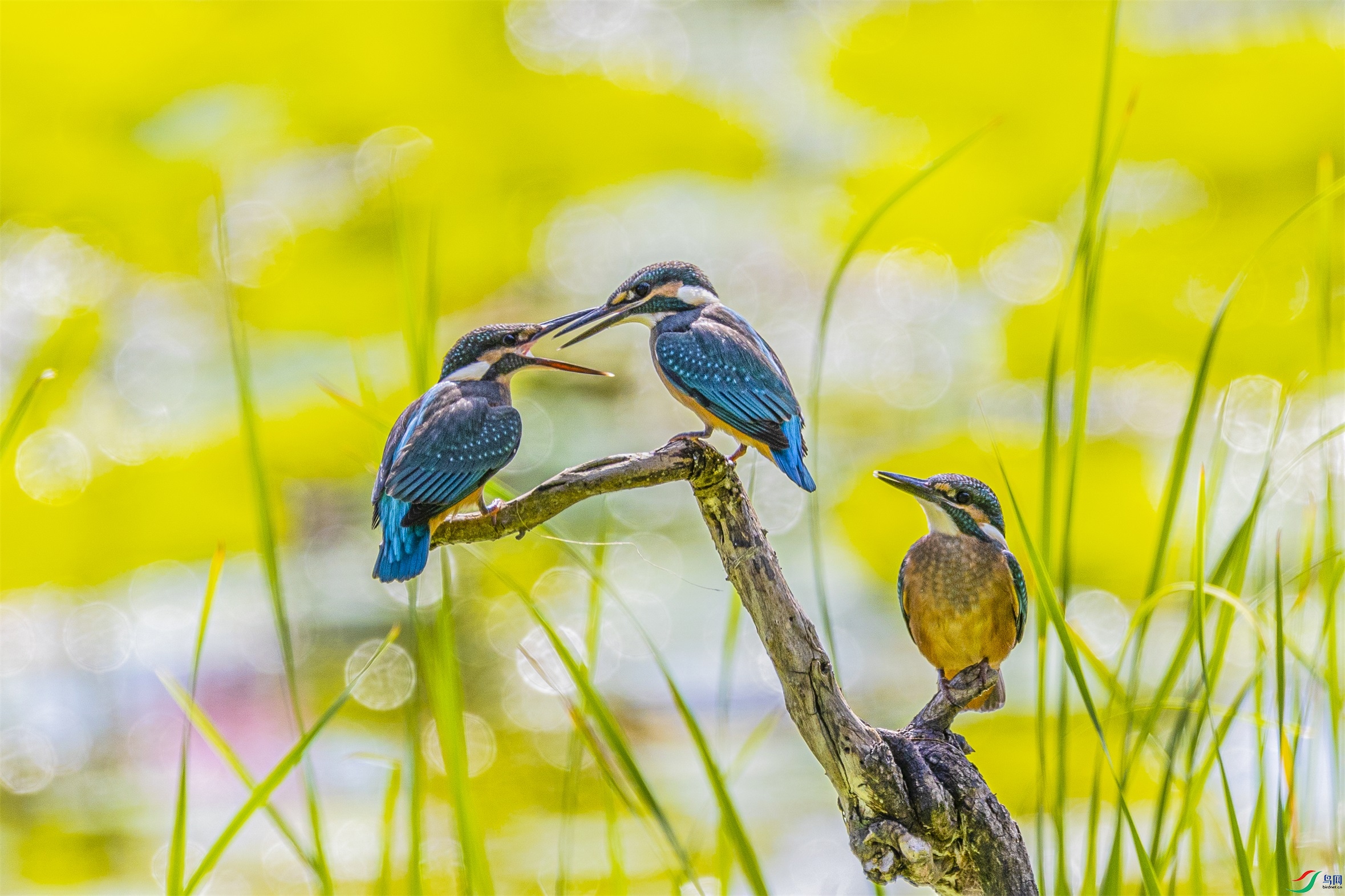 1K3A6052 ����1.jpg