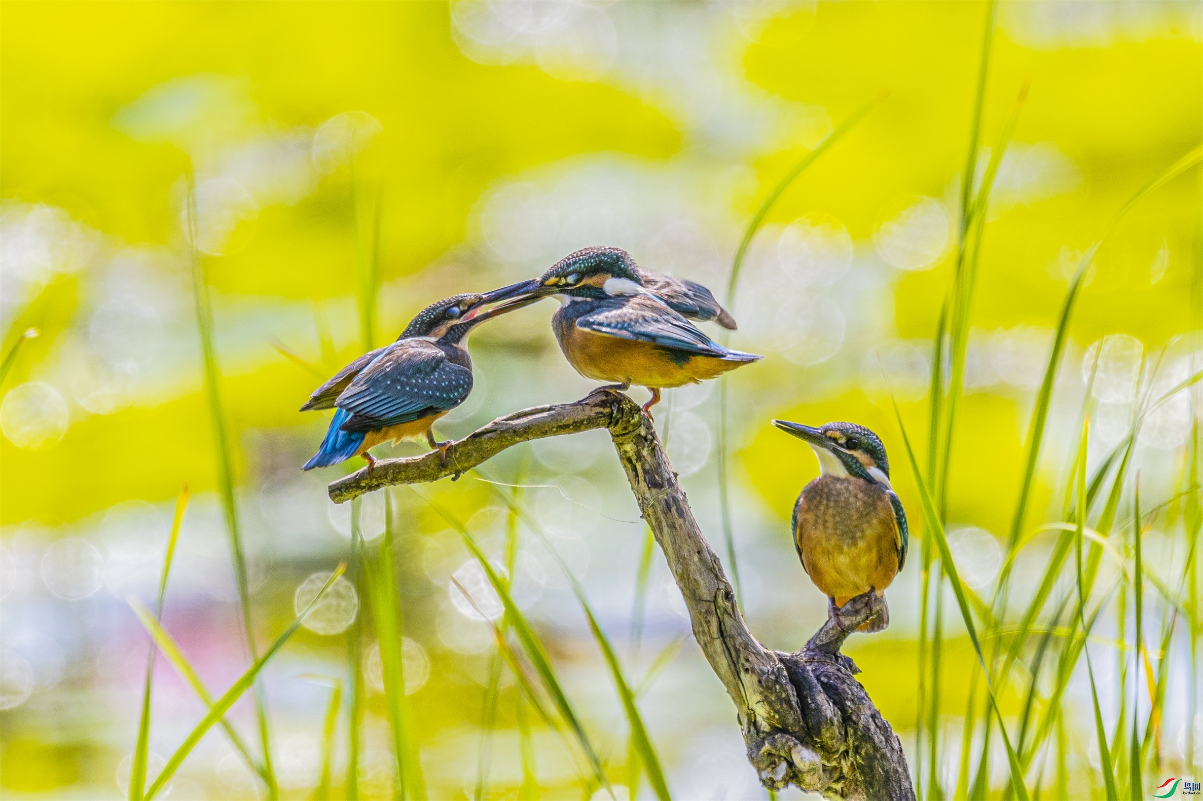 1K3A6054 ����1.jpg