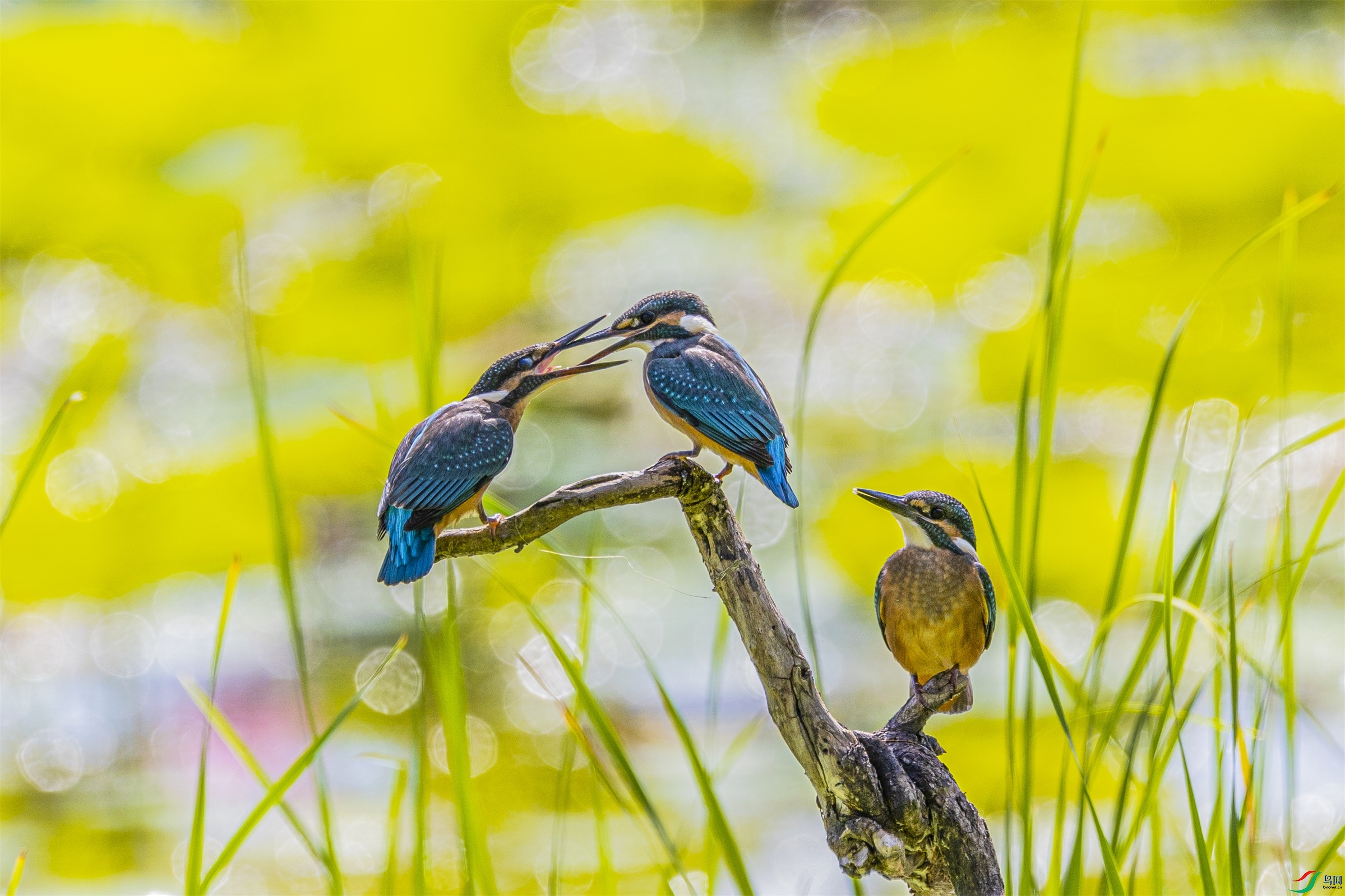 1K3A6053 ����1.jpg