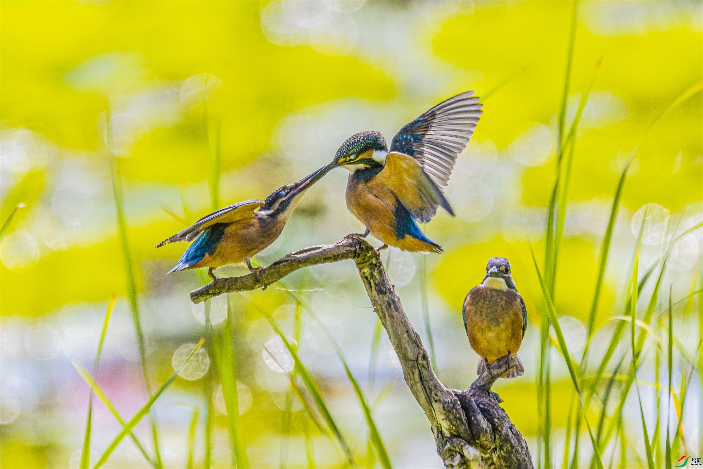 1K3A6056 ����1.jpg