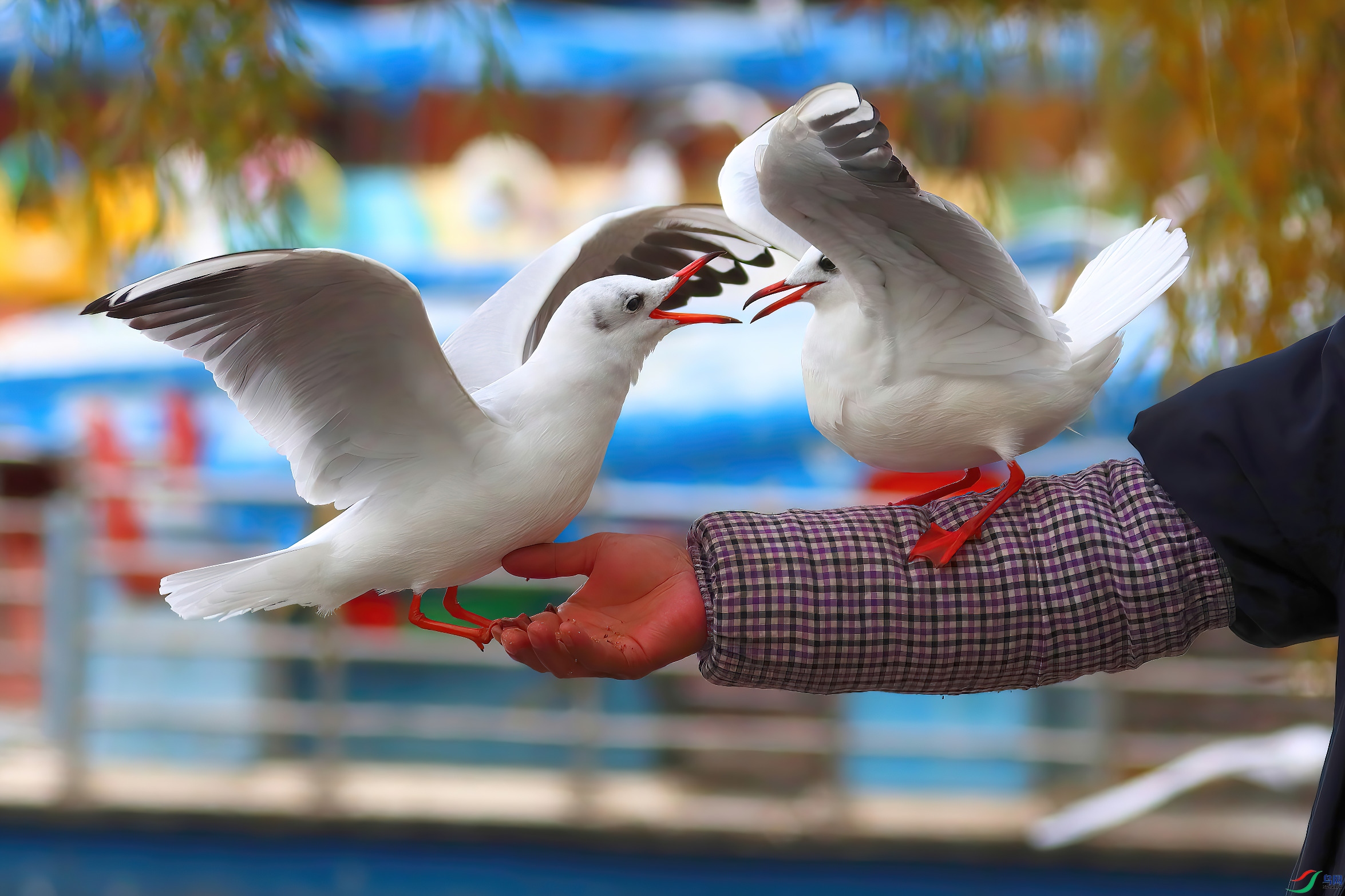 ���Ϻ���Ÿ