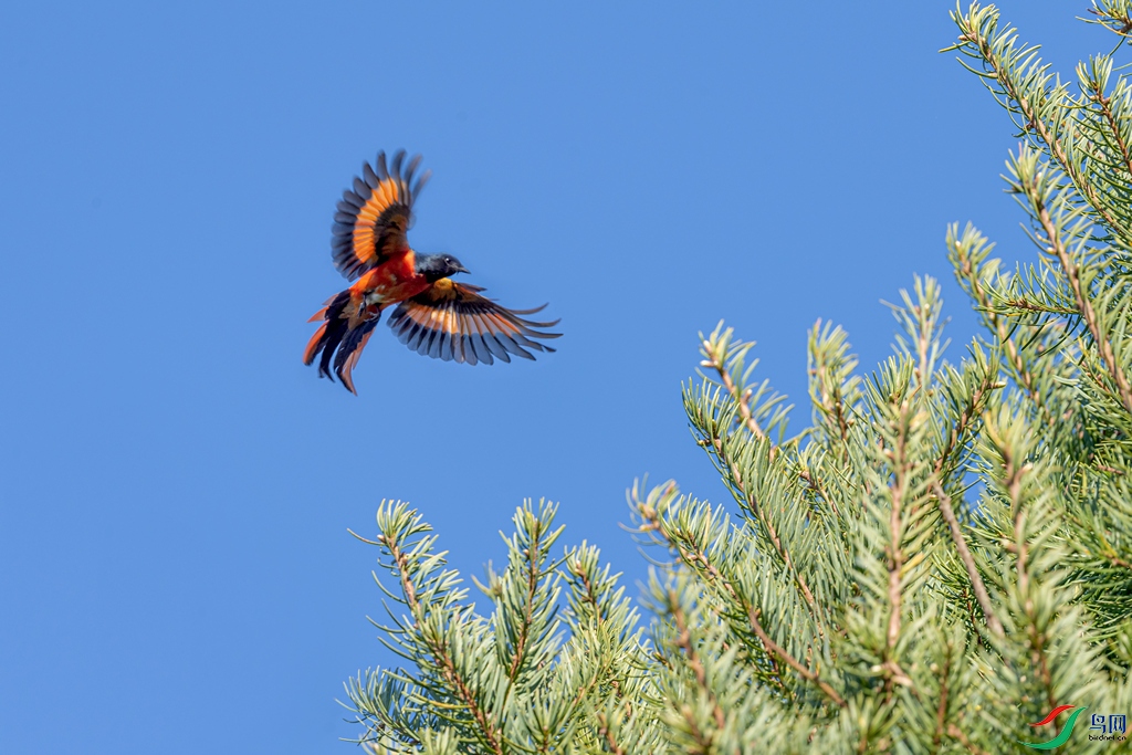 DSC_2764a.jpg