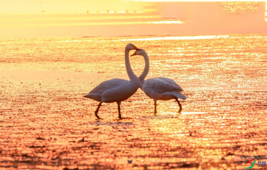 ��ٳ����