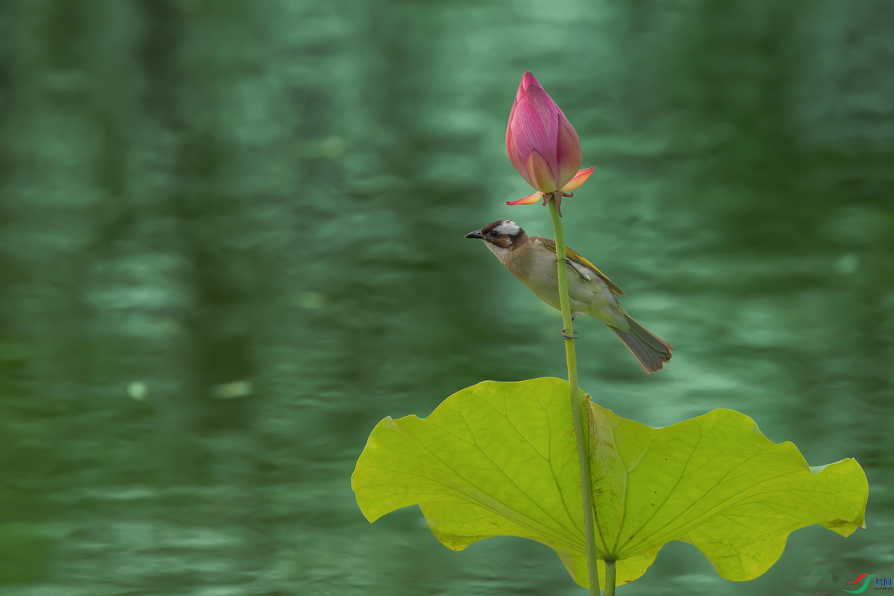 1DSC_8336_DxOa.jpg