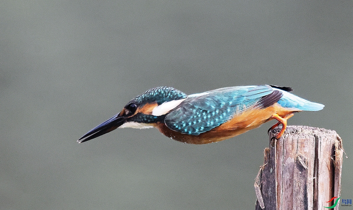 1P3A3538.JPG