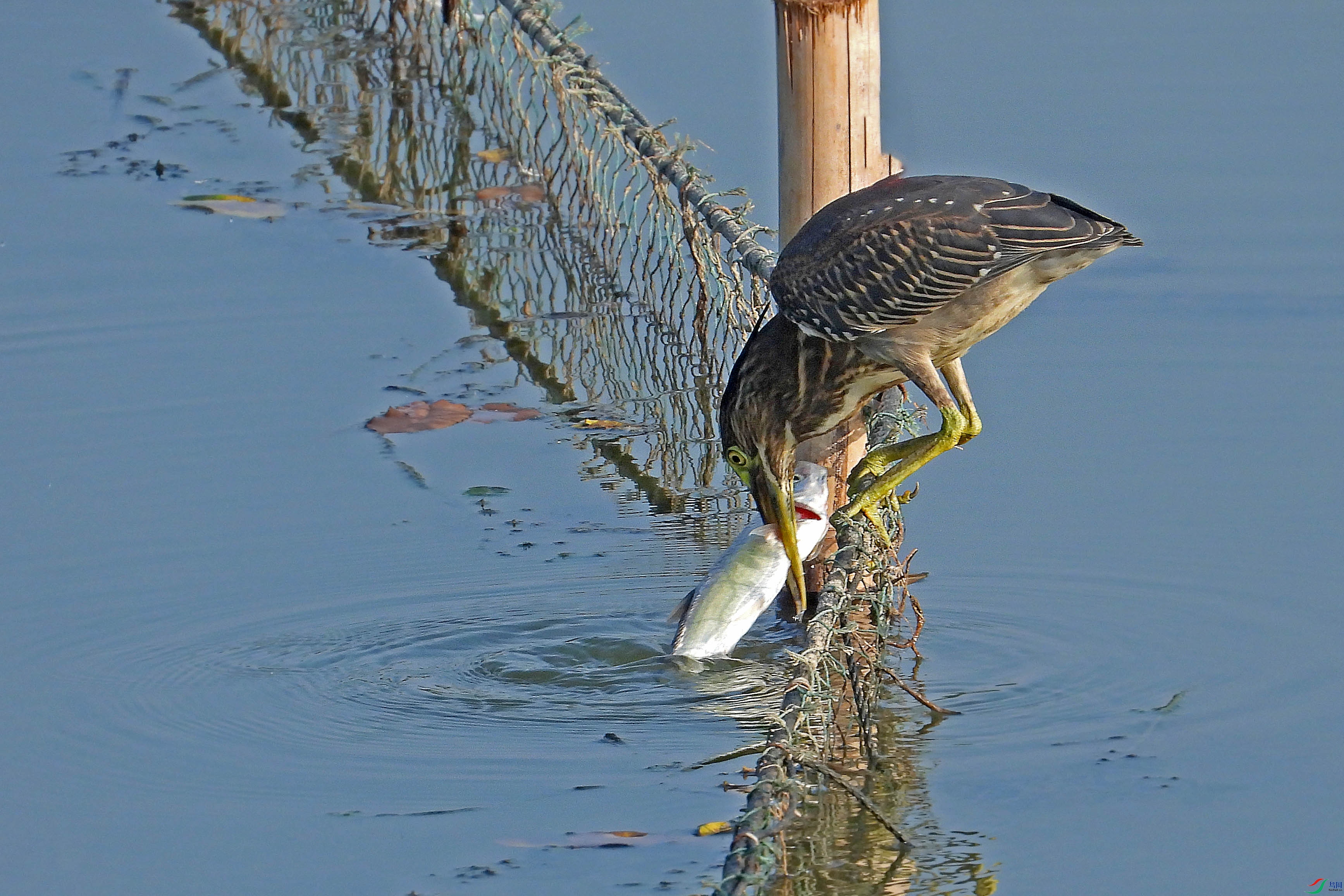 DSCN8580.JPG