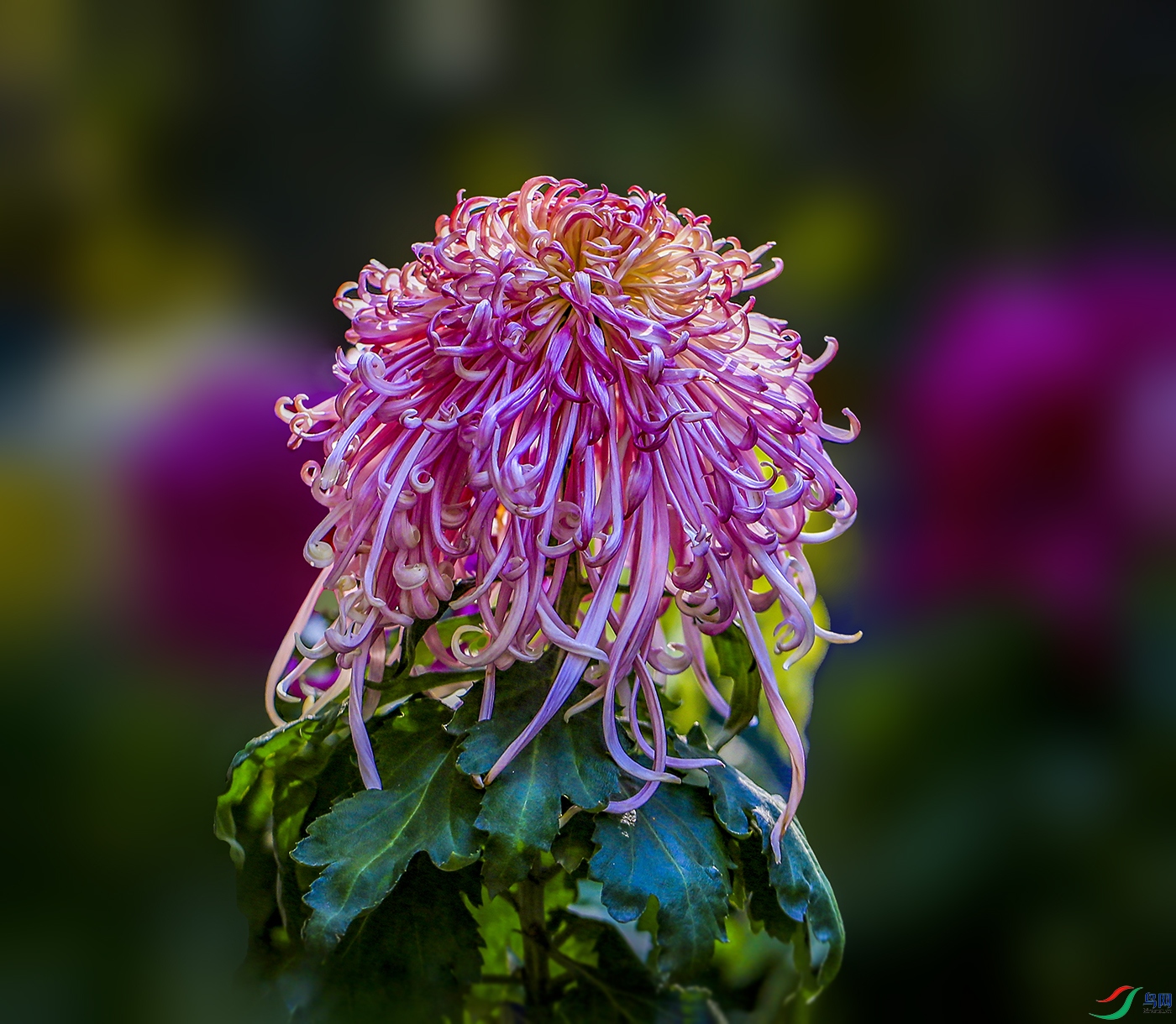 001515832IMG_0840 ����˪ɫ 1000k.jpg