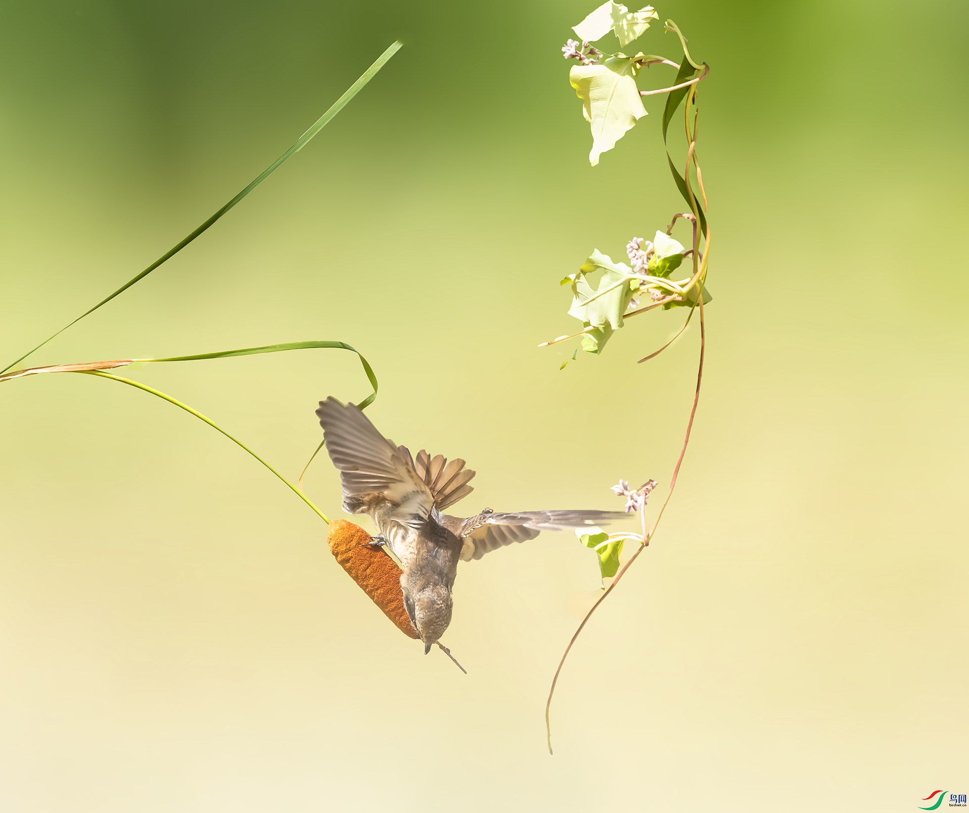 019A4126 ����.jpg