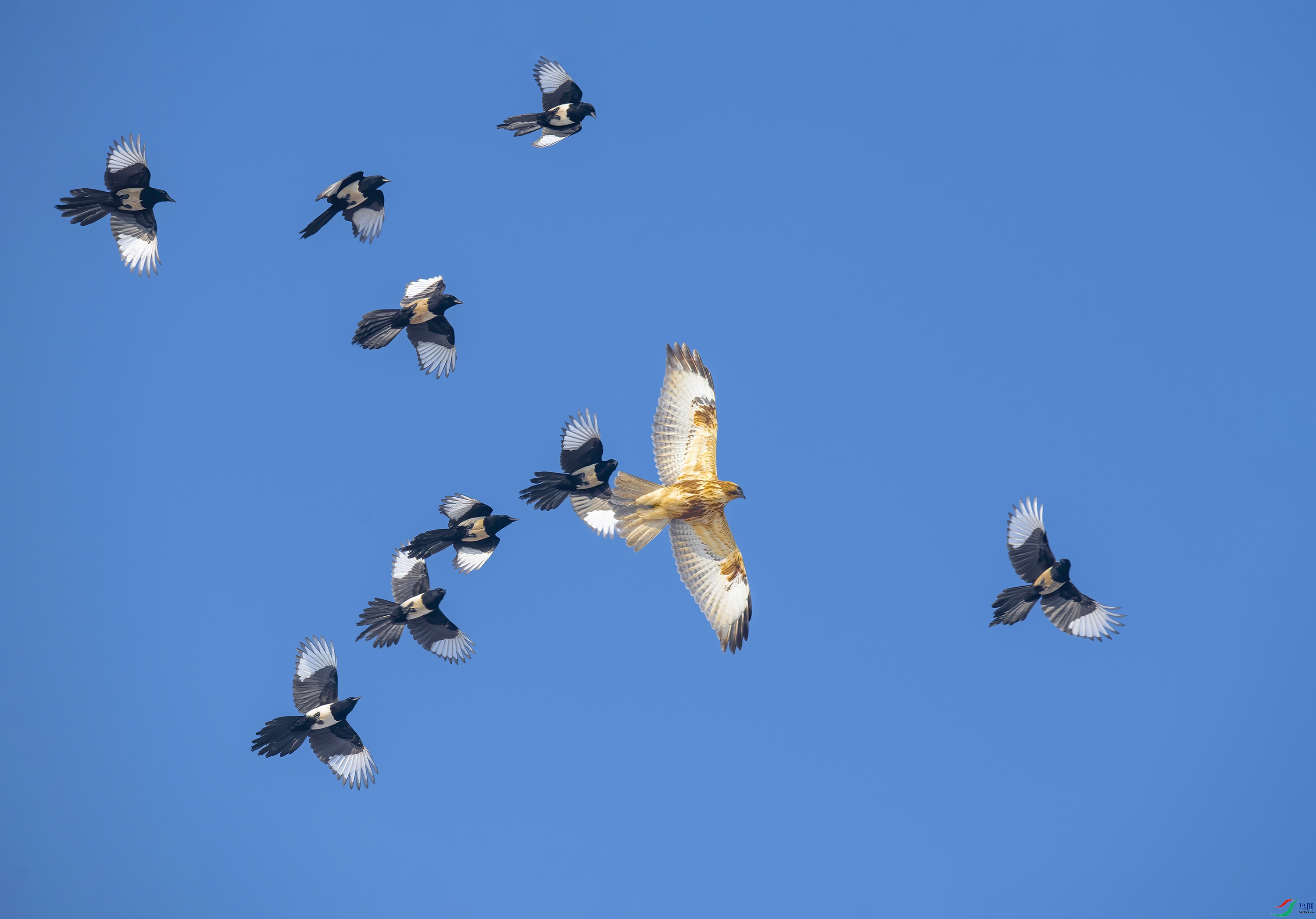 _8502432_1     ok.jpg