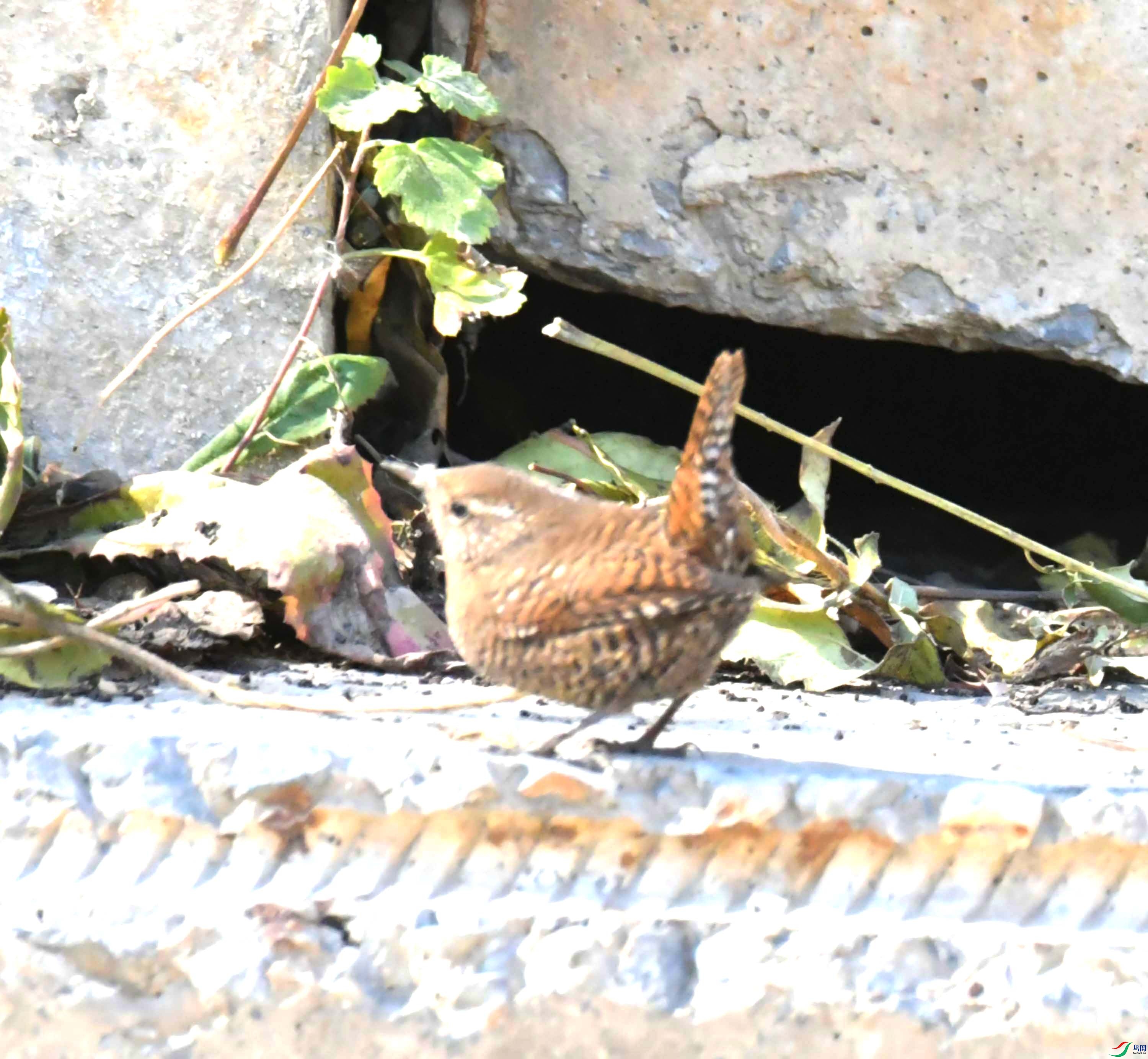DSC_9521.JPG