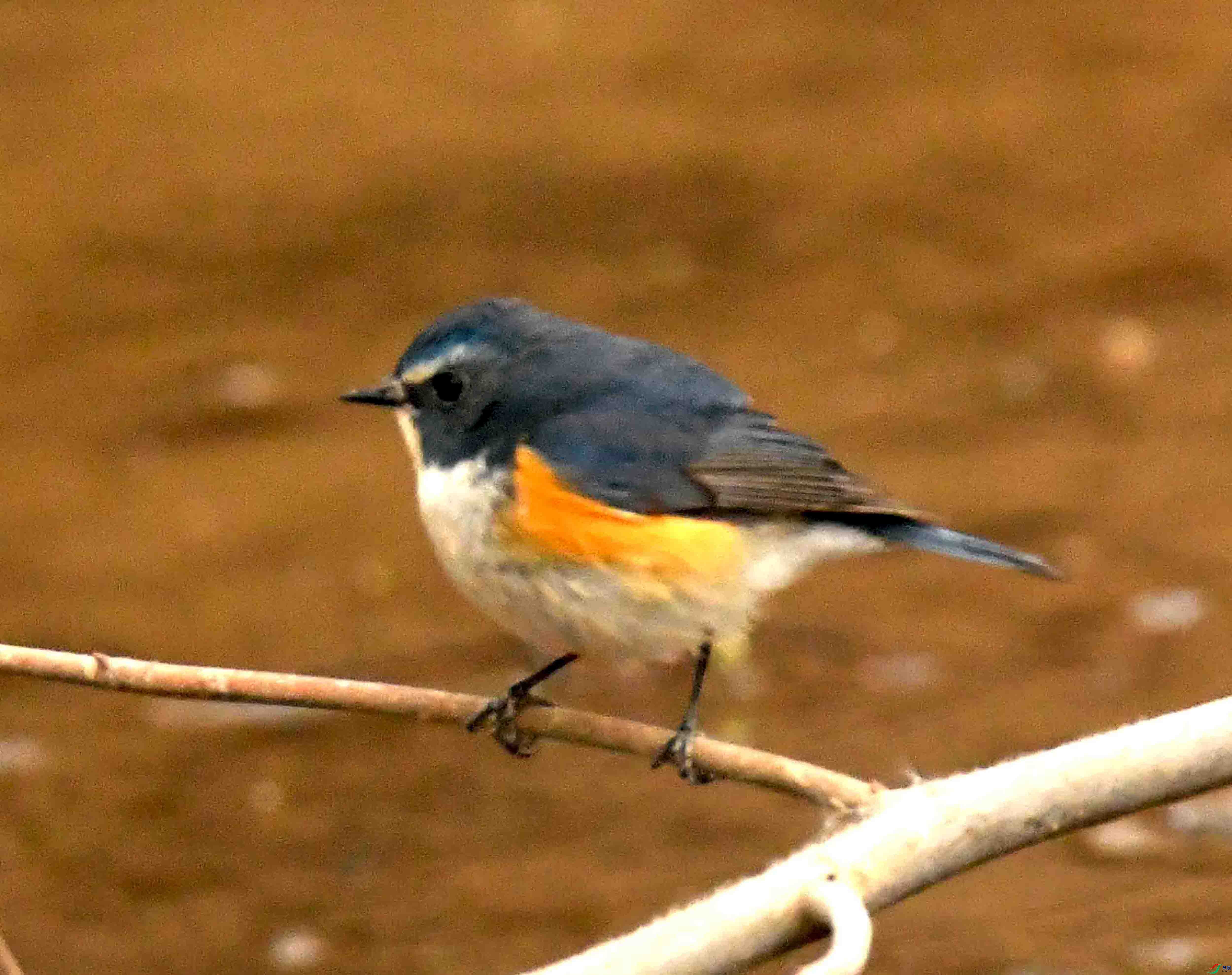 DSC_1585.JPG