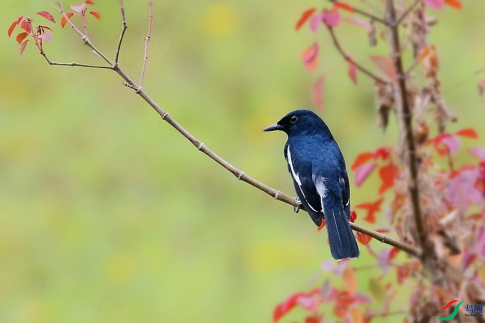 DSC_9732.JPG