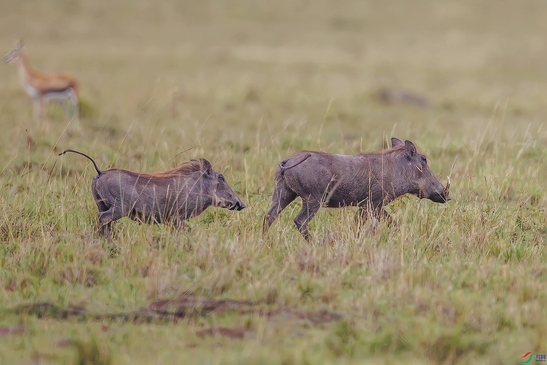 IMGL1081 ����.jpg