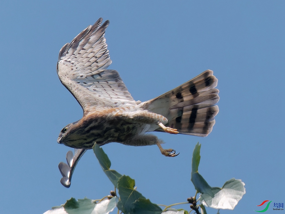 P9900486-RW2_DxO_DeepPRIME - ����.jpg