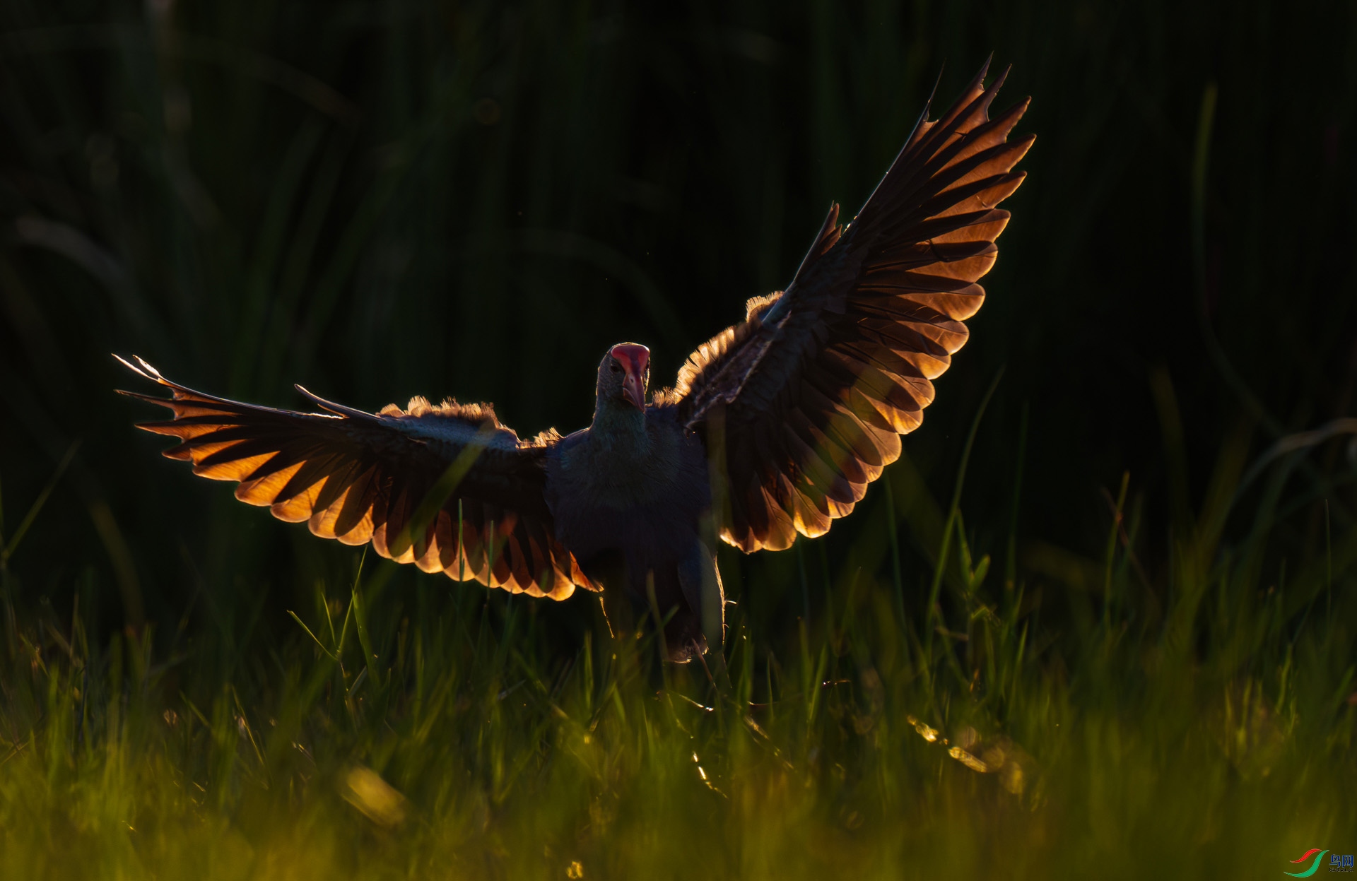 Ϧ���µ���ˮ��