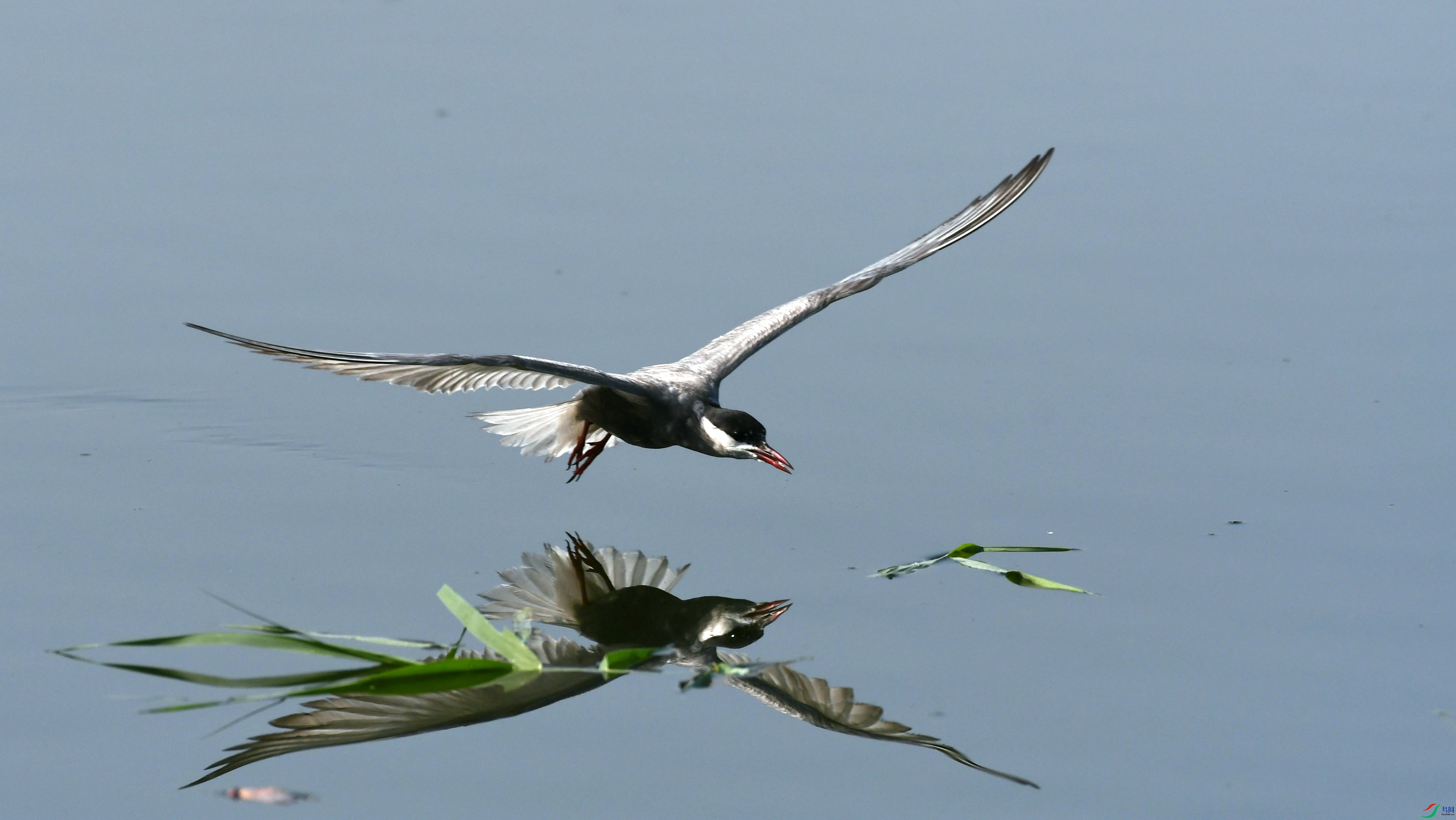DSC_2666.JPG