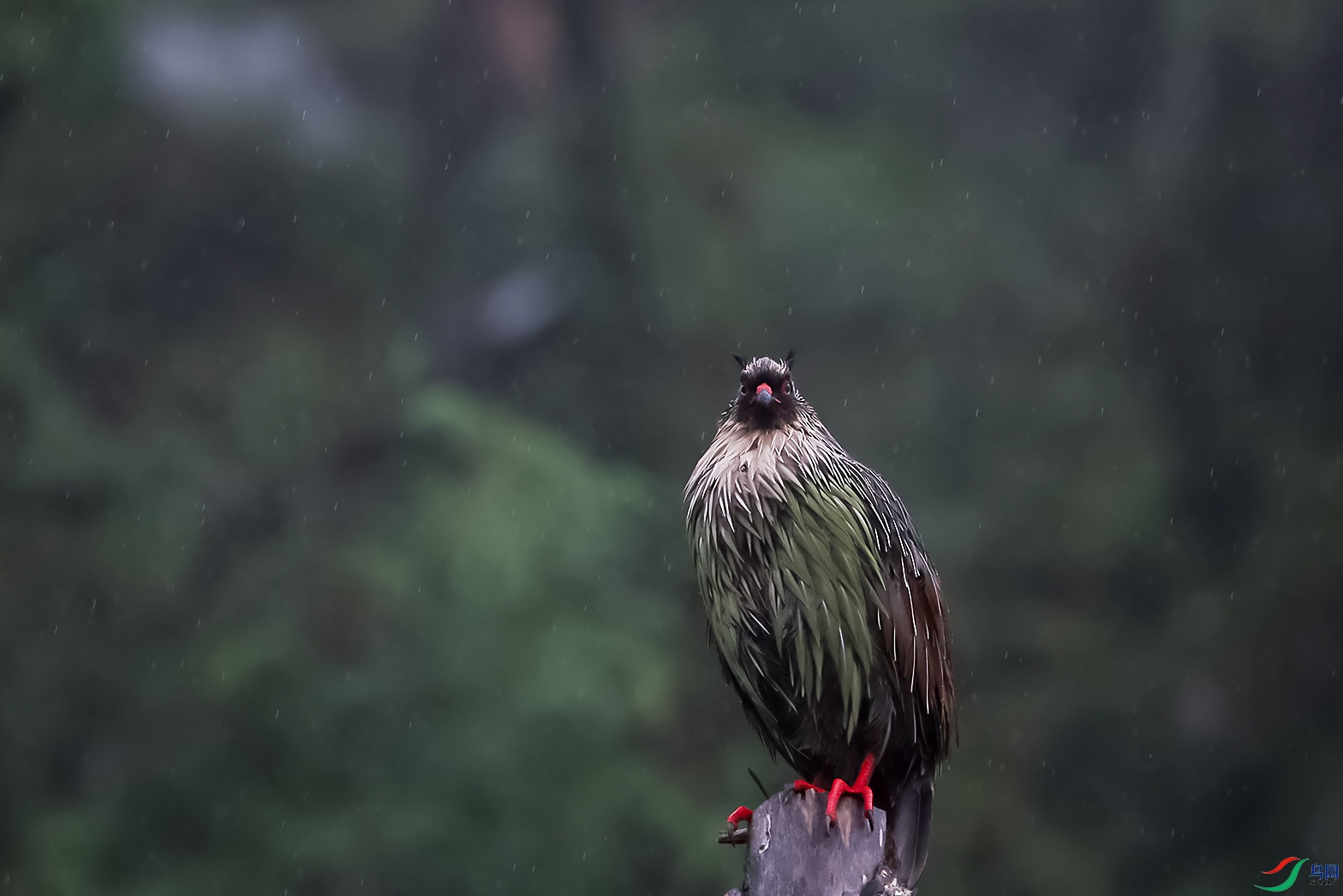 ����Ѫ��