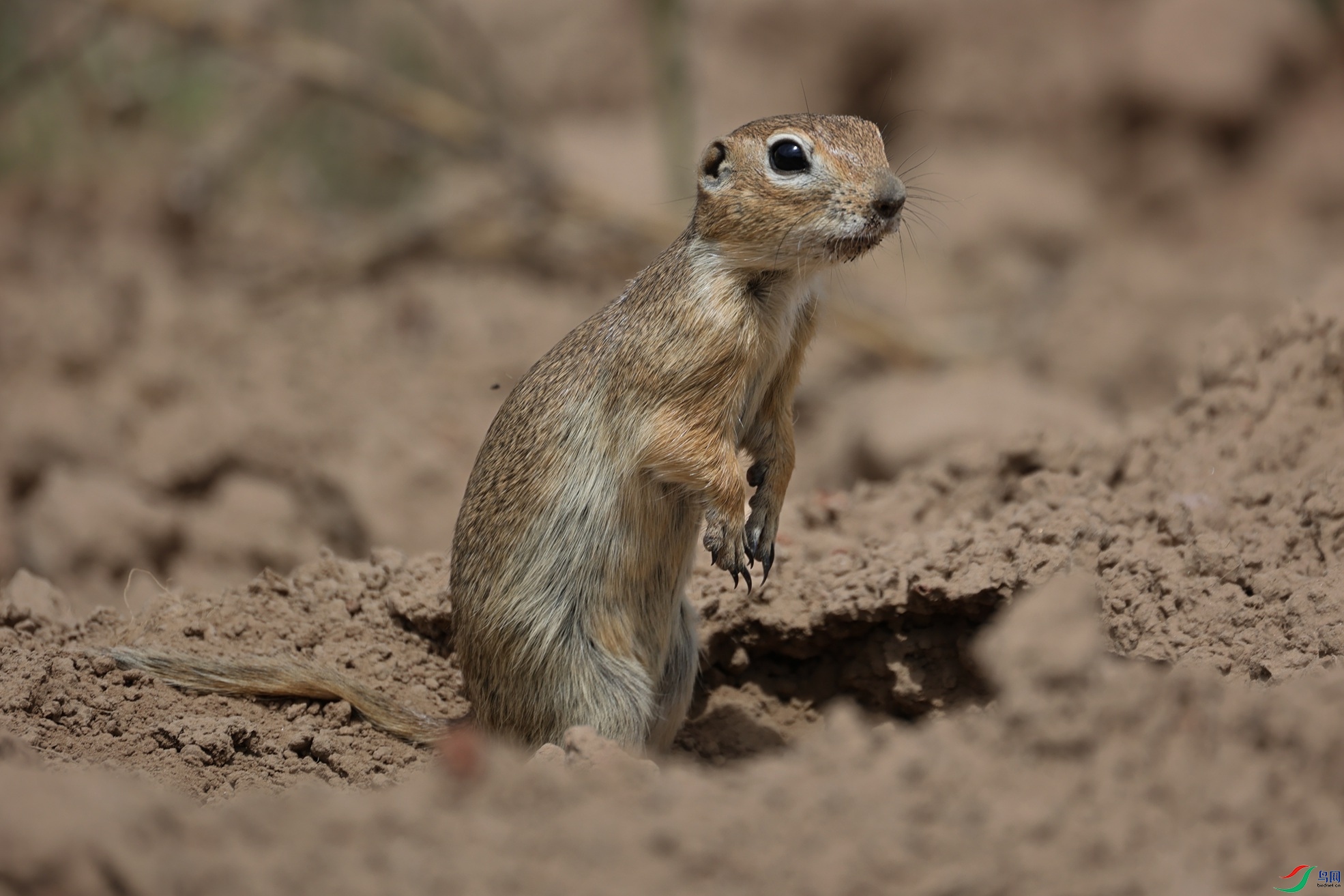 381A0607 - ����.JPG