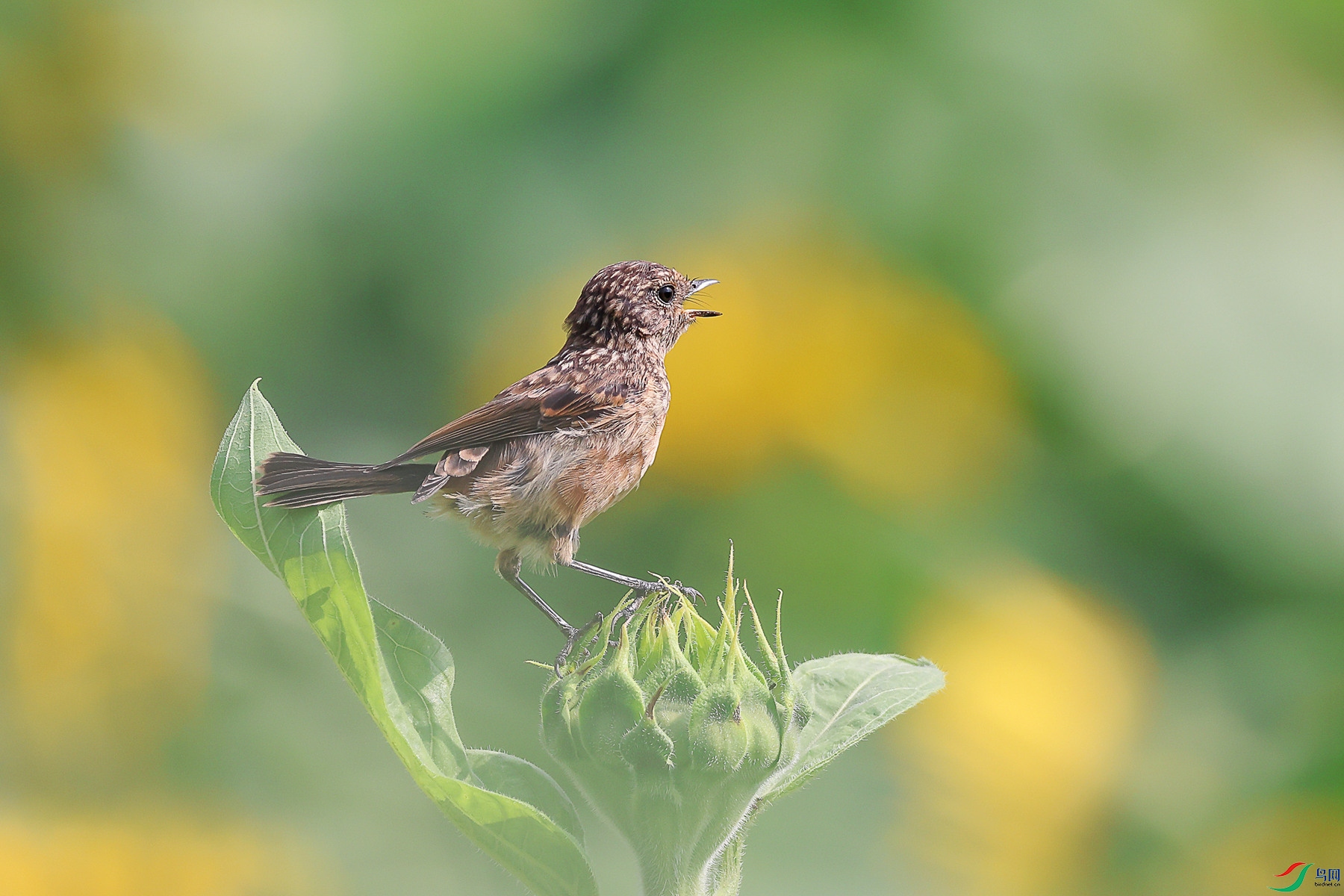 1M6A3760 ����_����.jpg