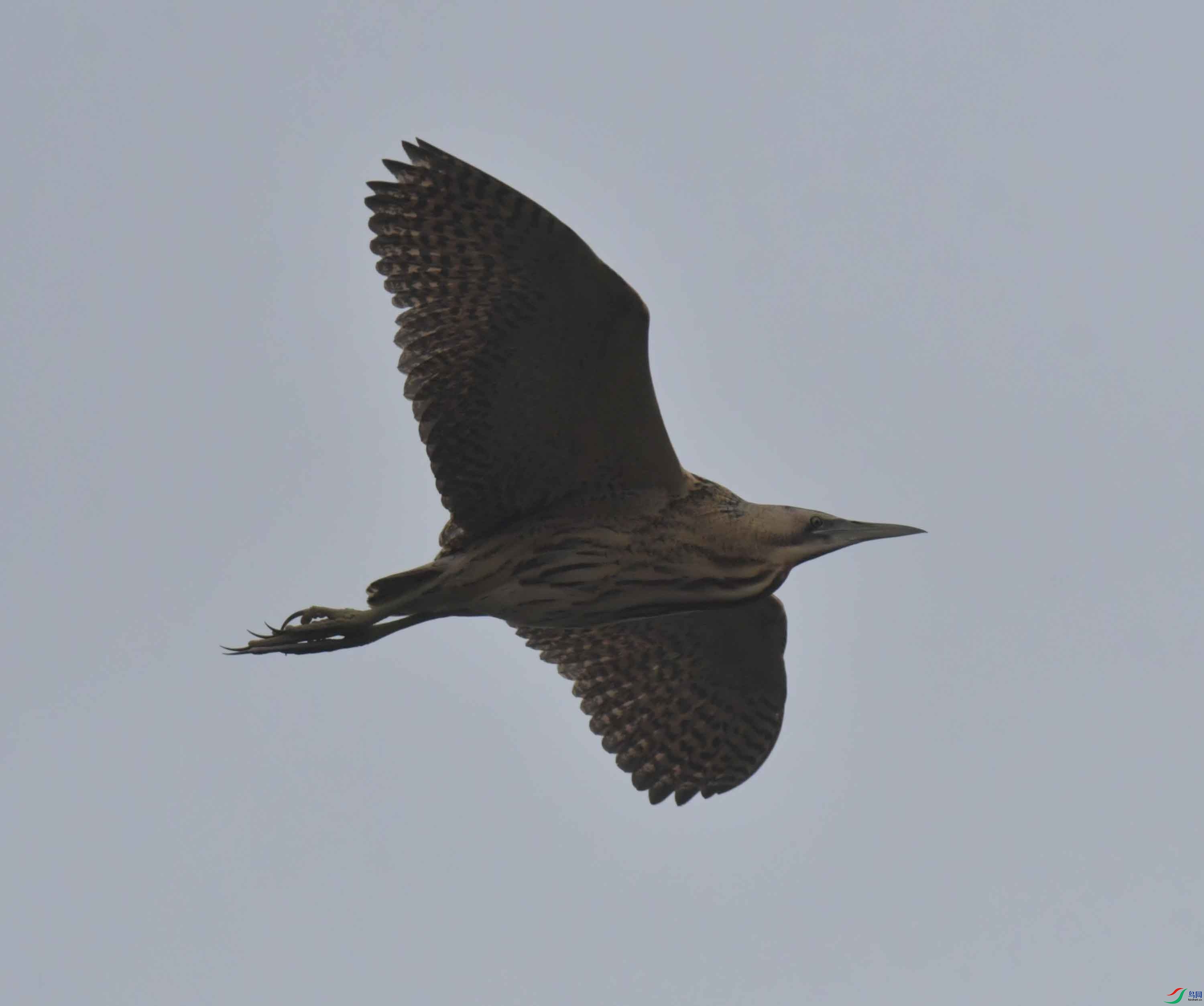 DSC_8681.JPG