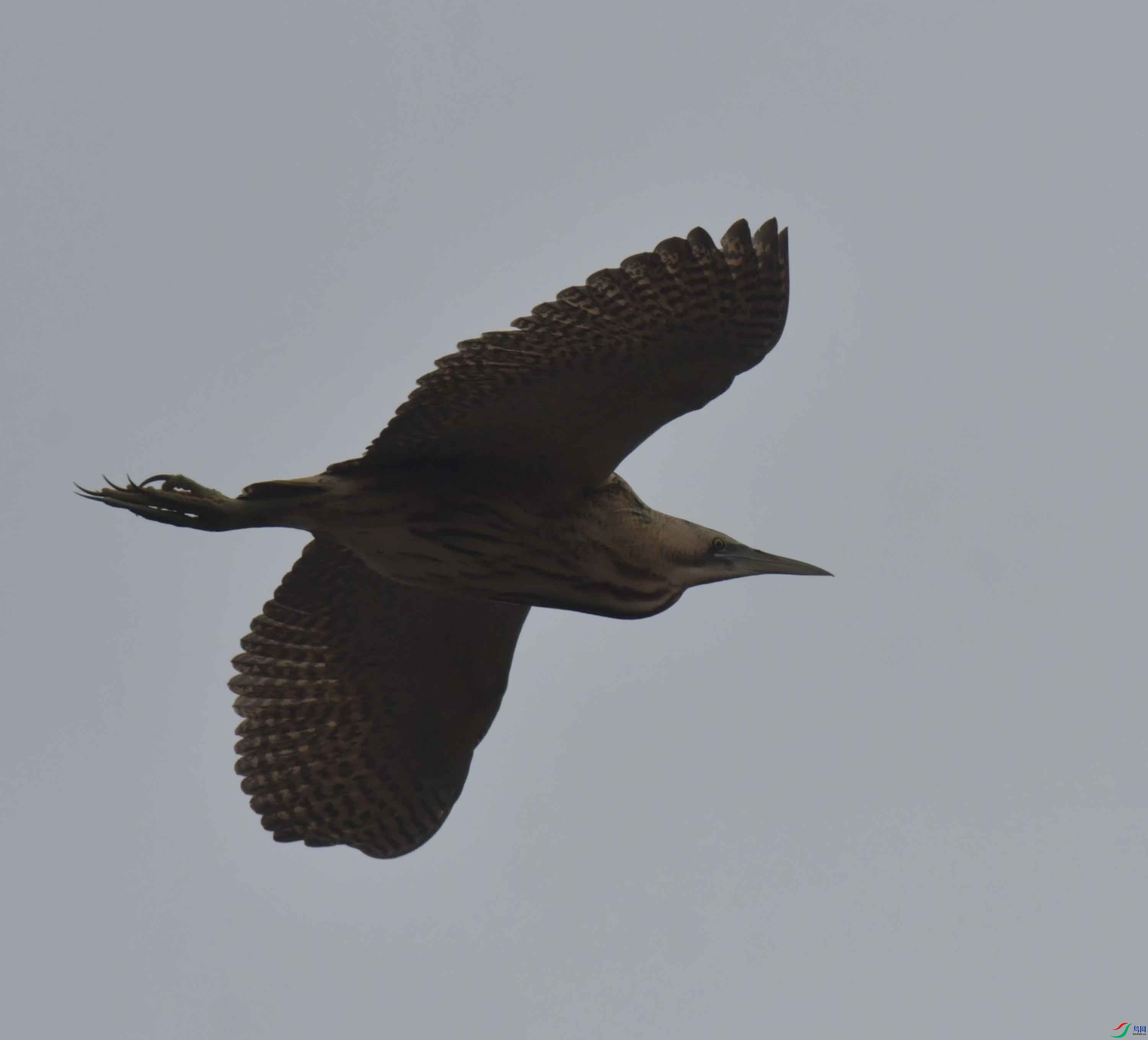 DSC_8690.JPG