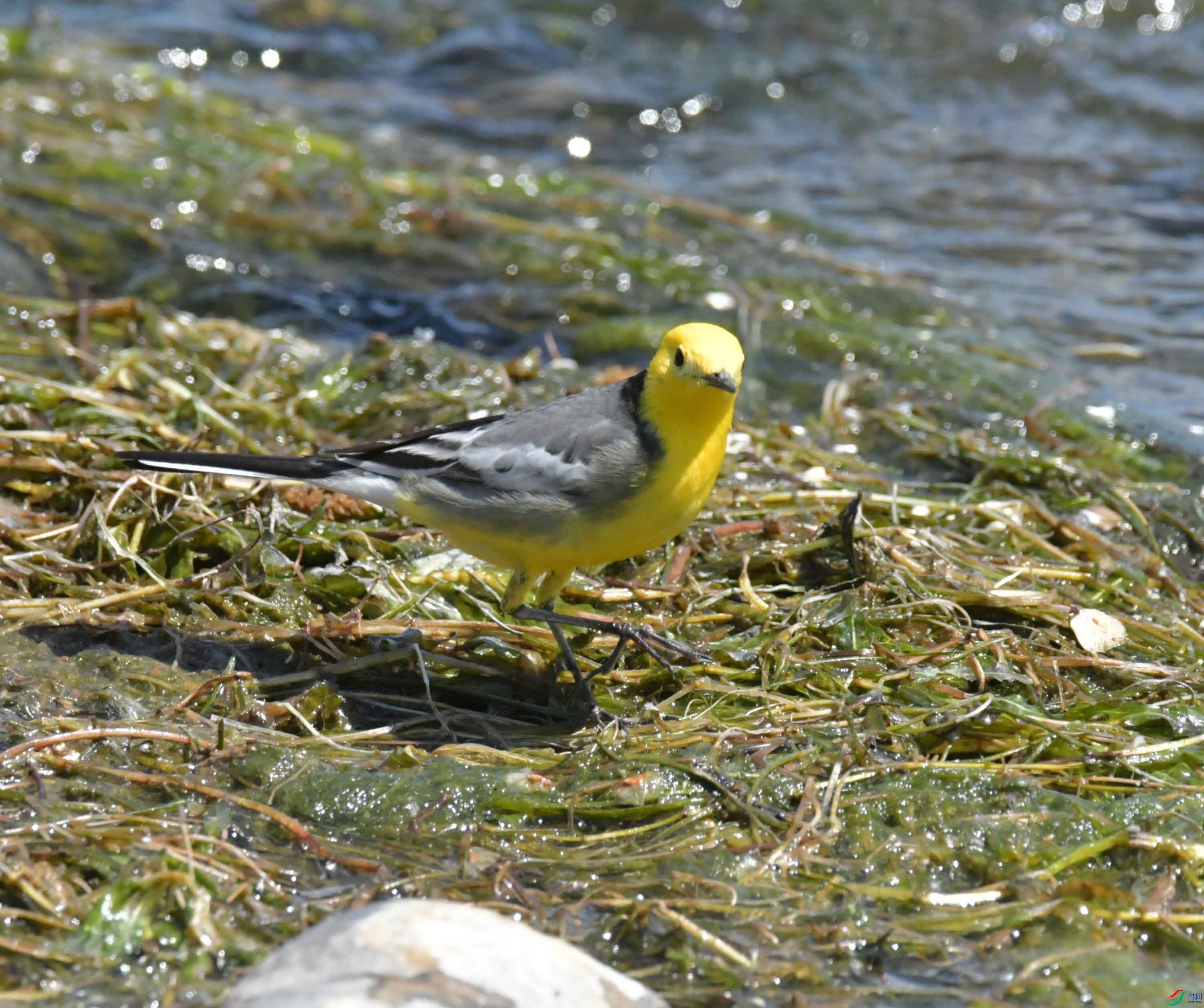 DSC_0200.JPG