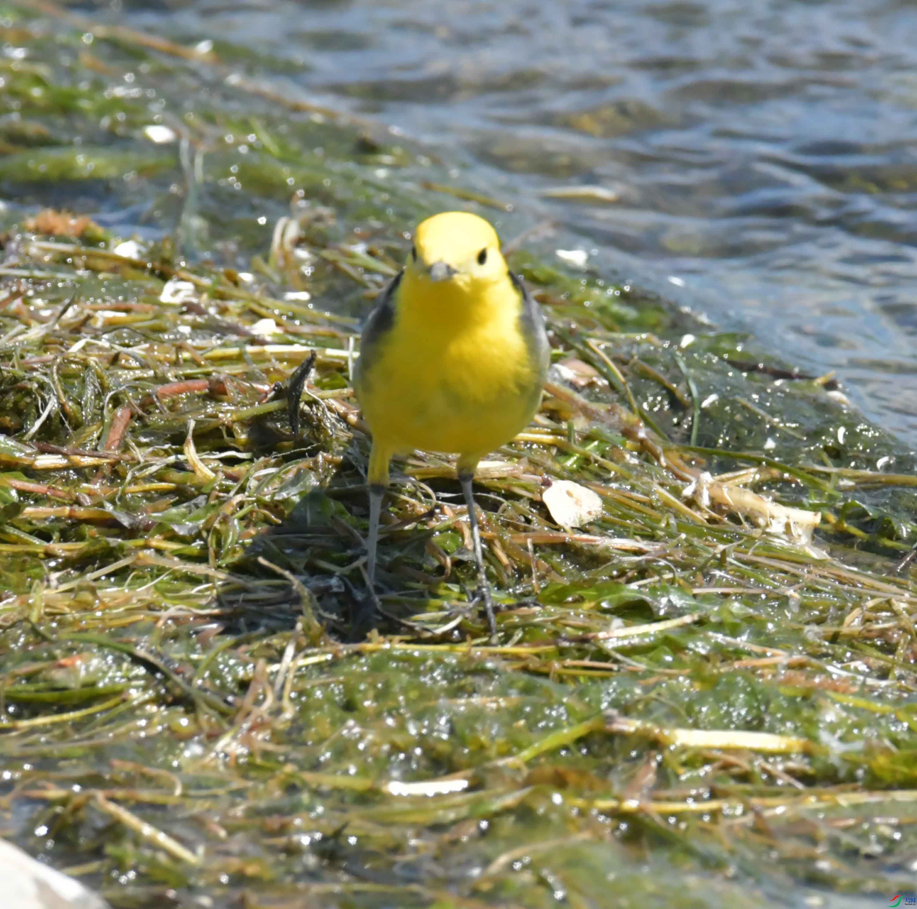 DSC_0204.JPG