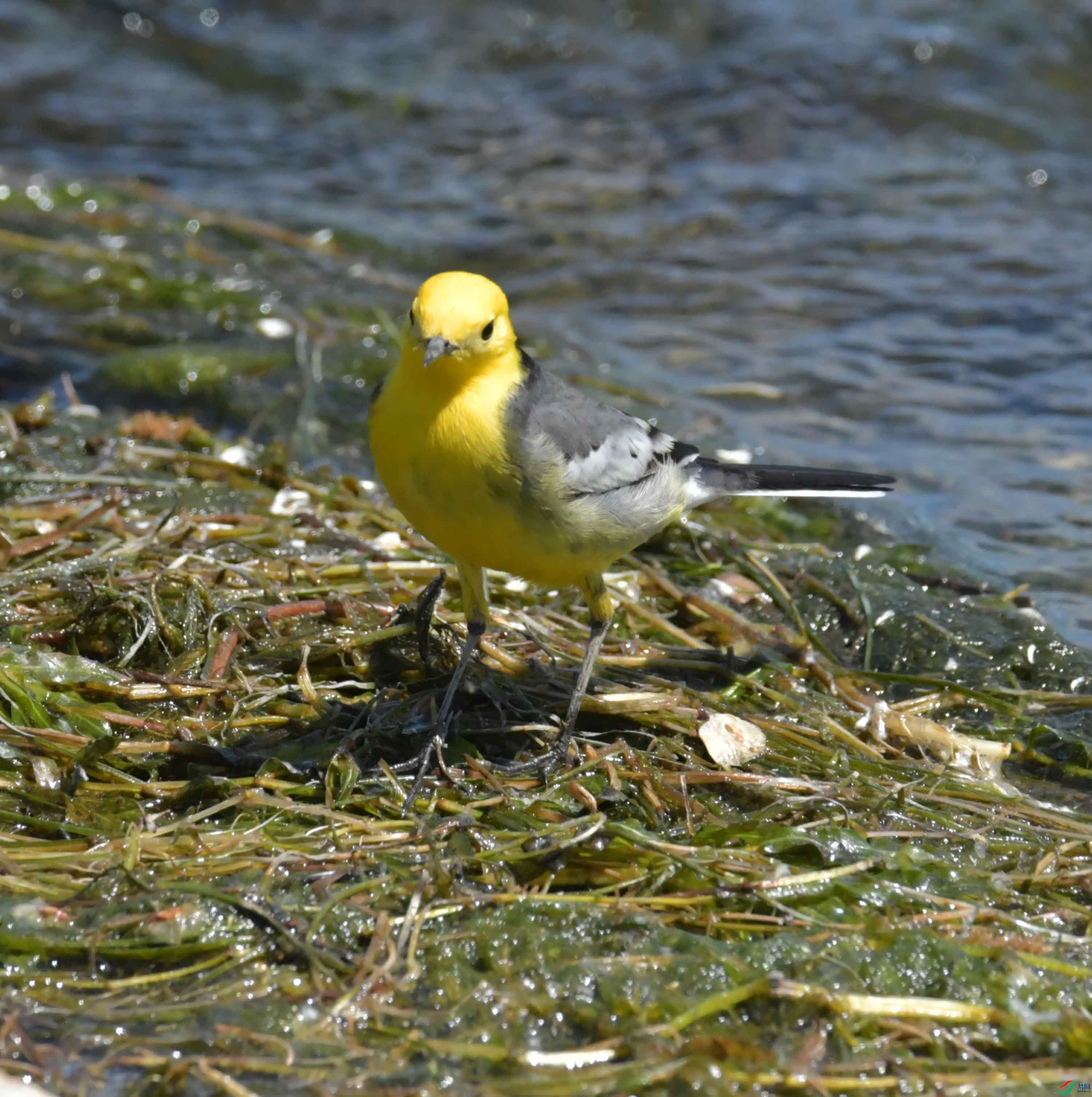 DSC_0203.JPG