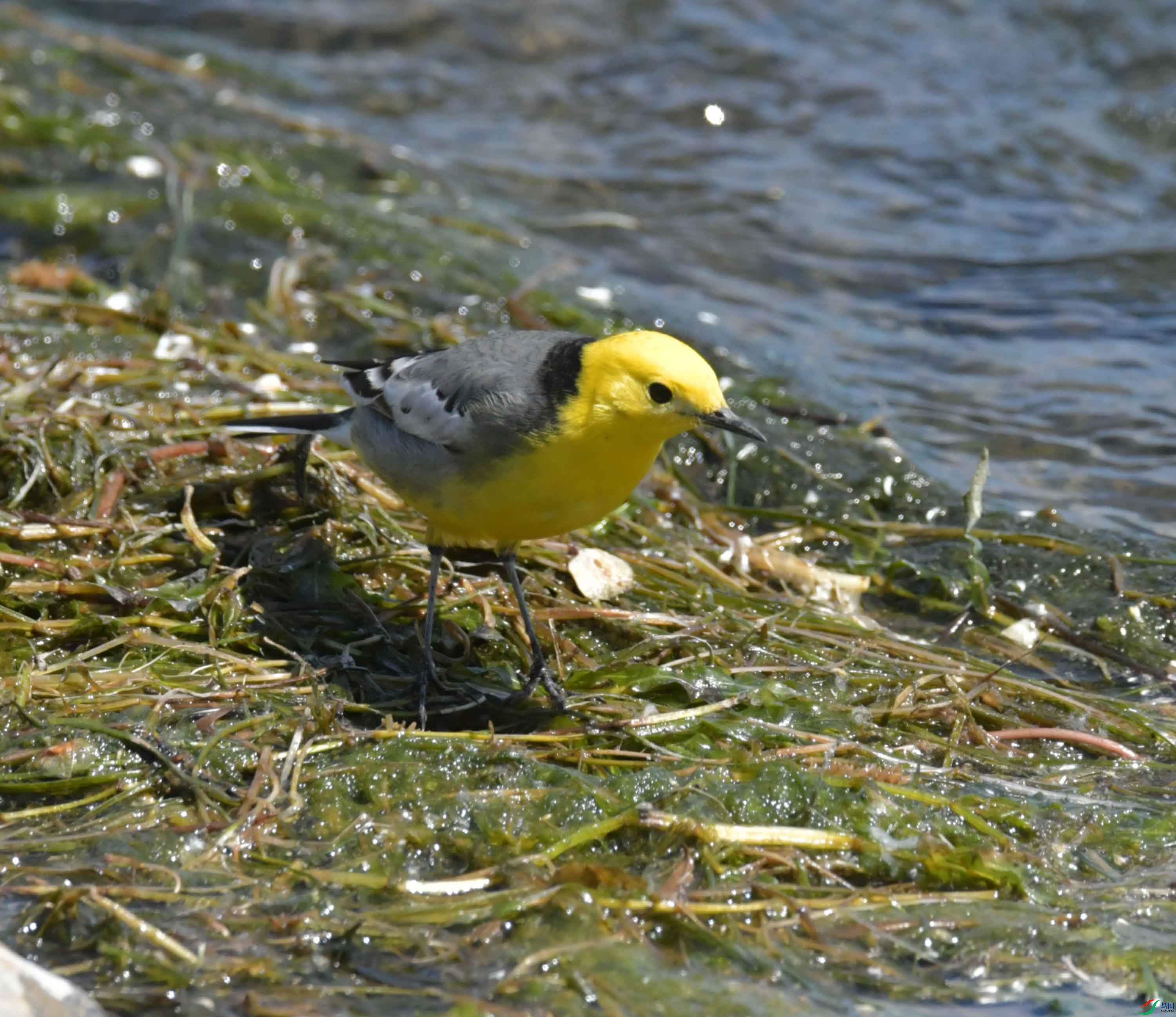 DSC_0206.JPG