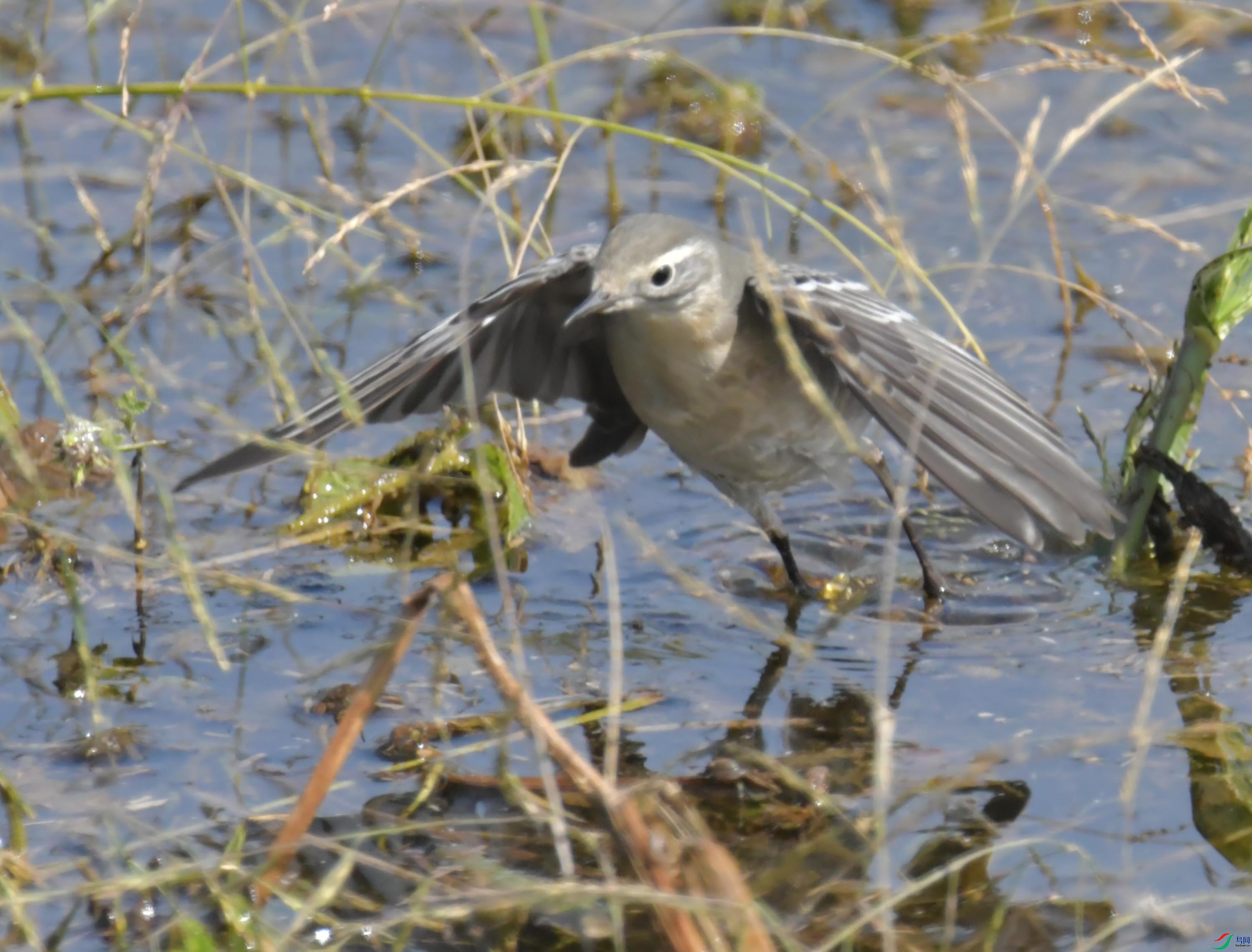 DSC_0211.JPG