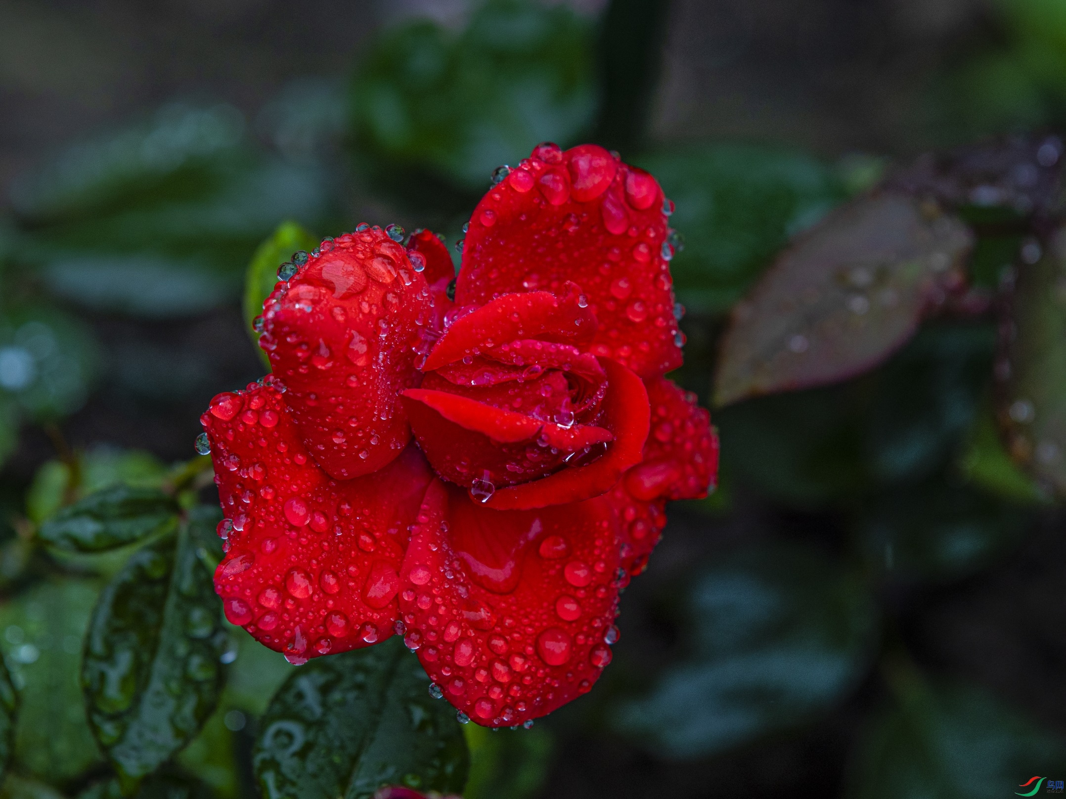 CY4A9296 ����1.jpg