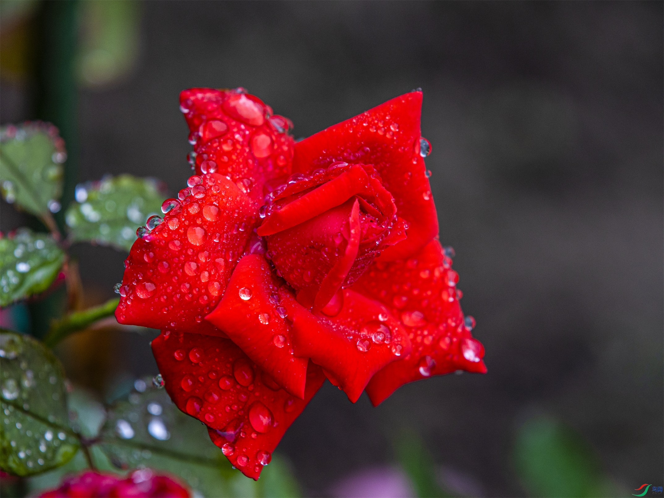 CY4A9285 ����1.jpg