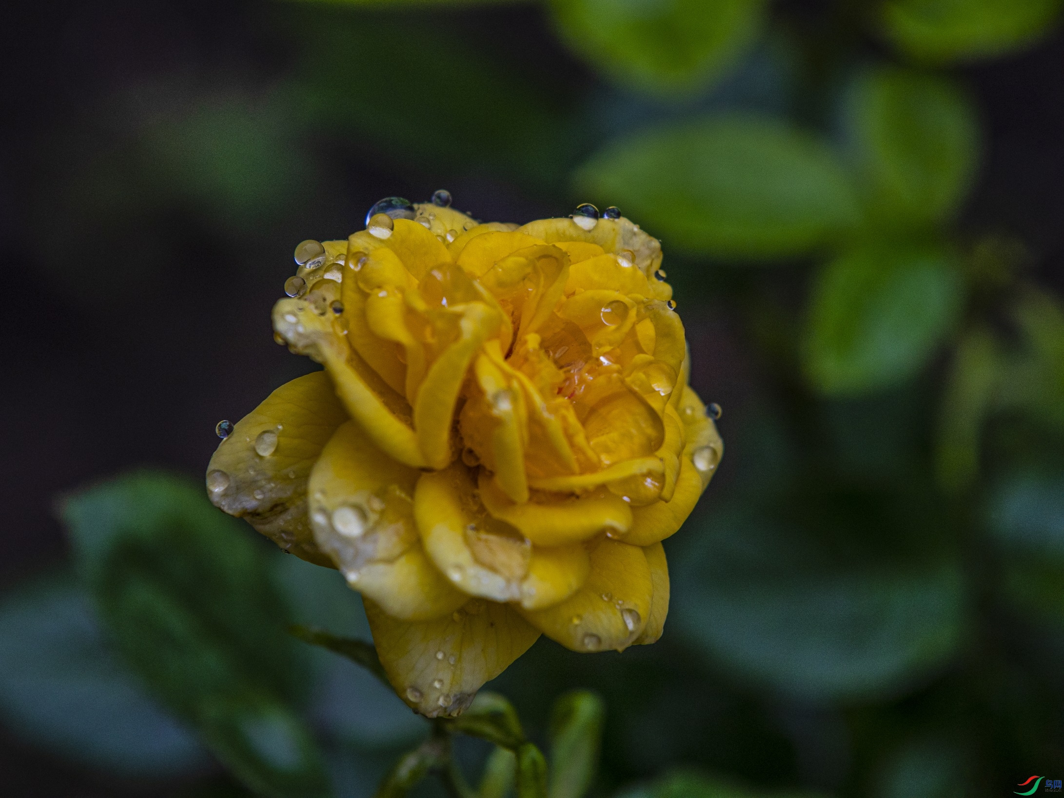 CY4A9284 ����1.jpg