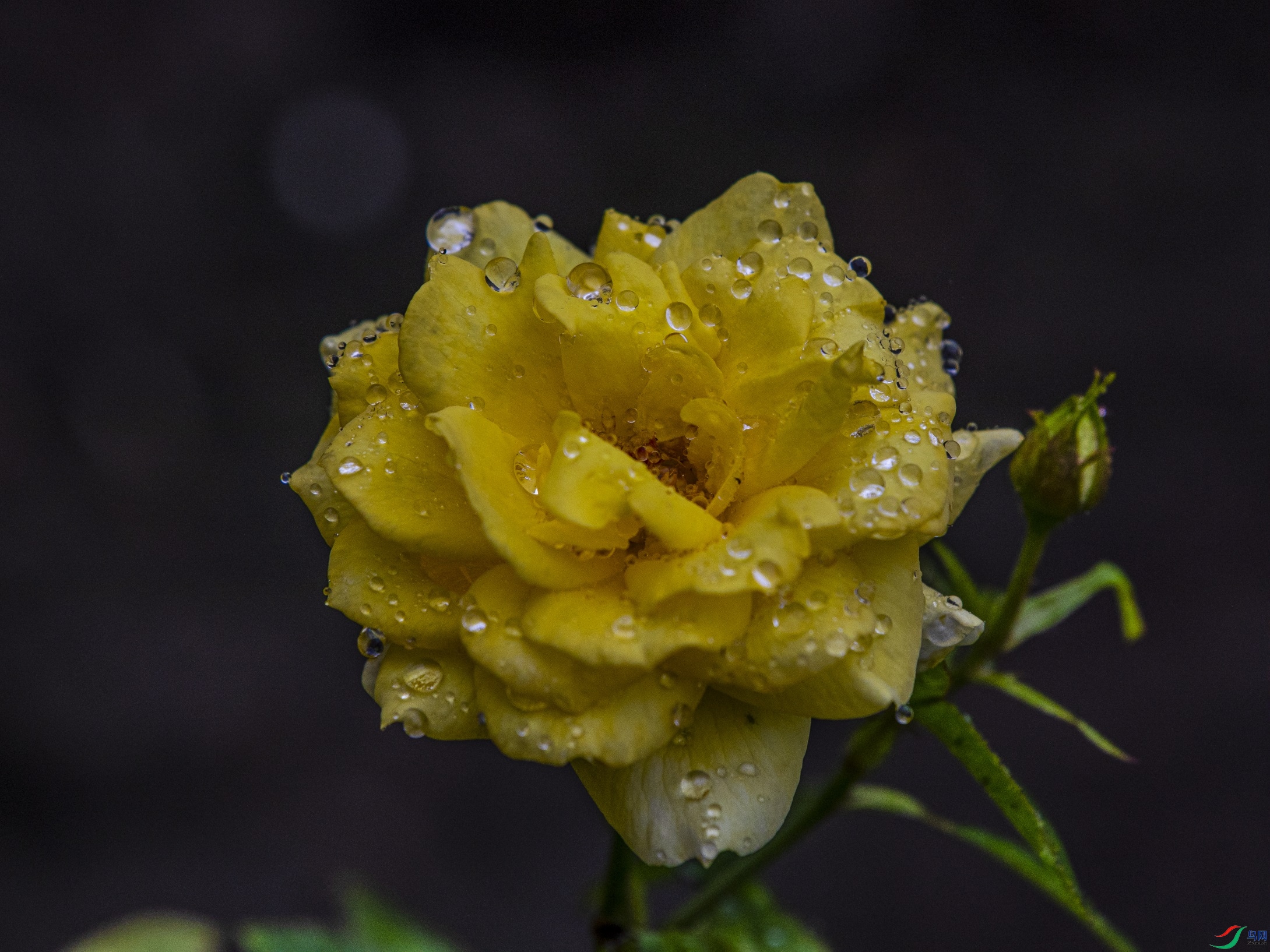 CY4A9290 ����1.jpg