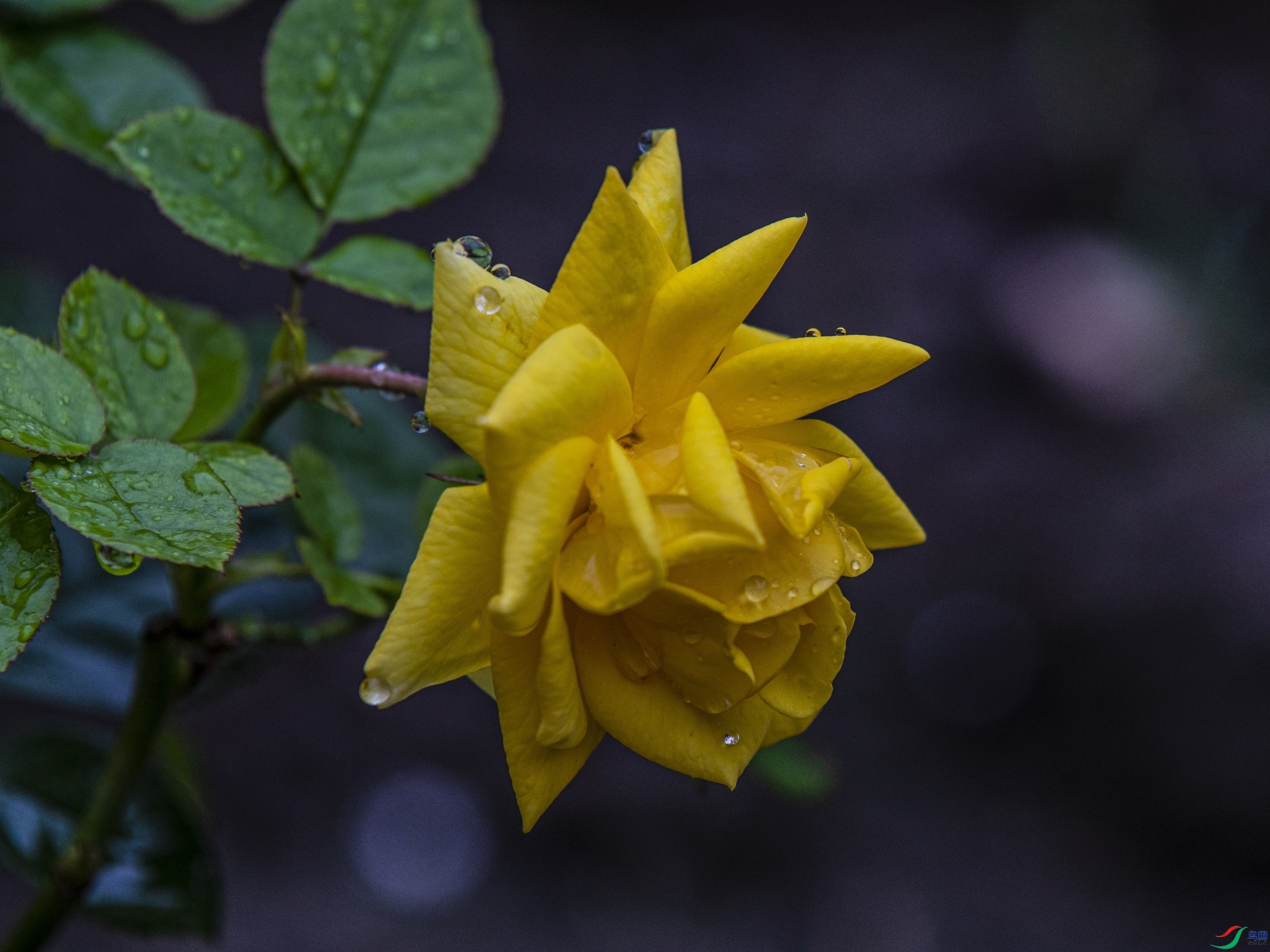 CY4A9298 ����1.jpg