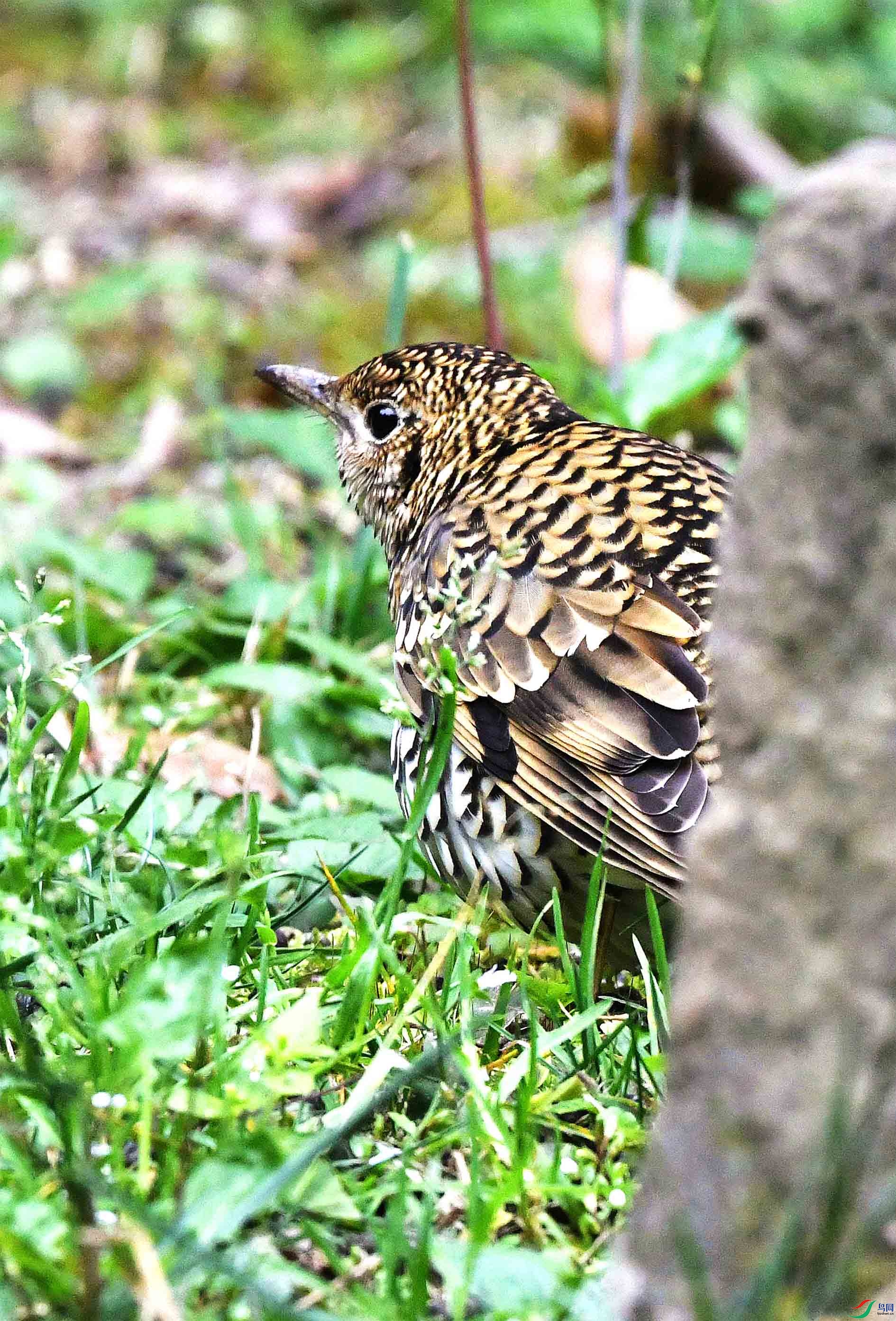 DSC_9726_����.jpg