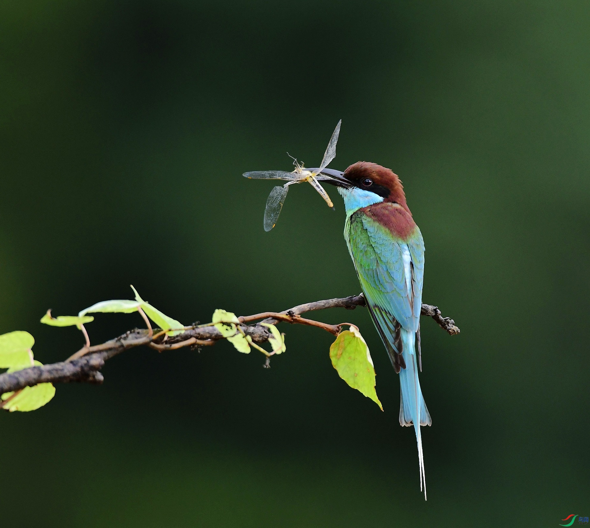_D5D3675.jpg