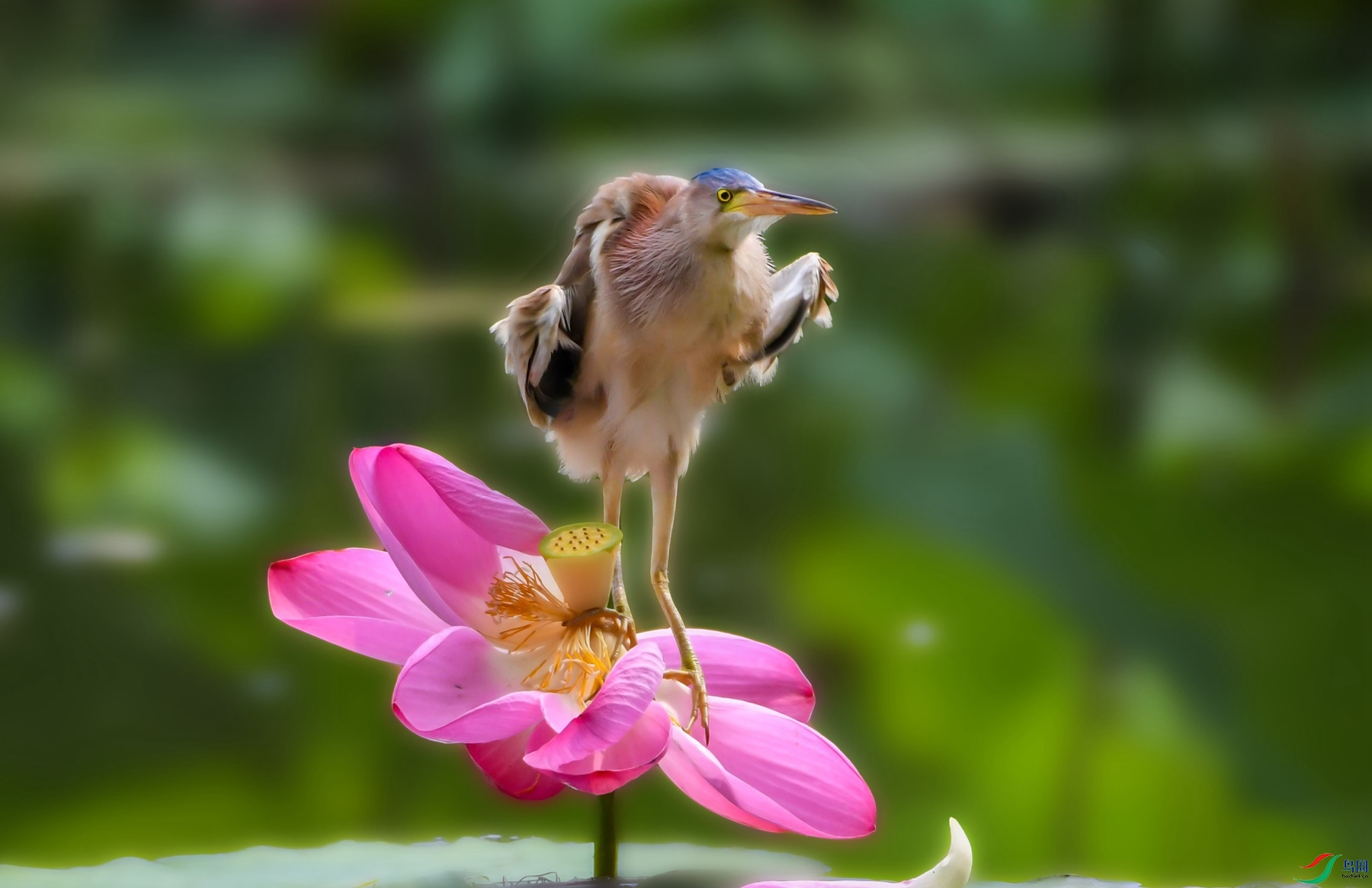 DSC_6470_����.jpg