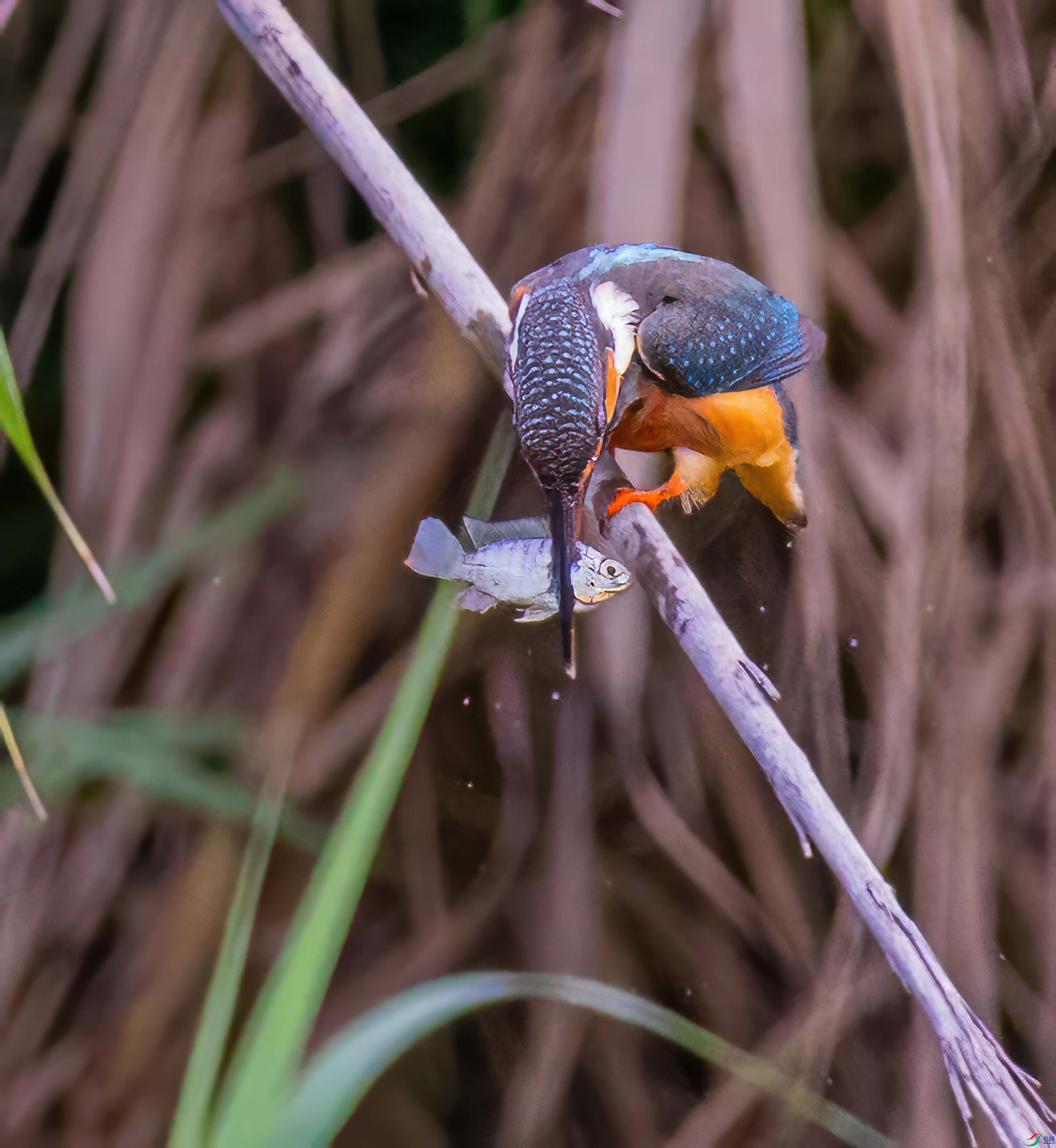273A5653-topaz-denoise-enhance-sharpen.jpg