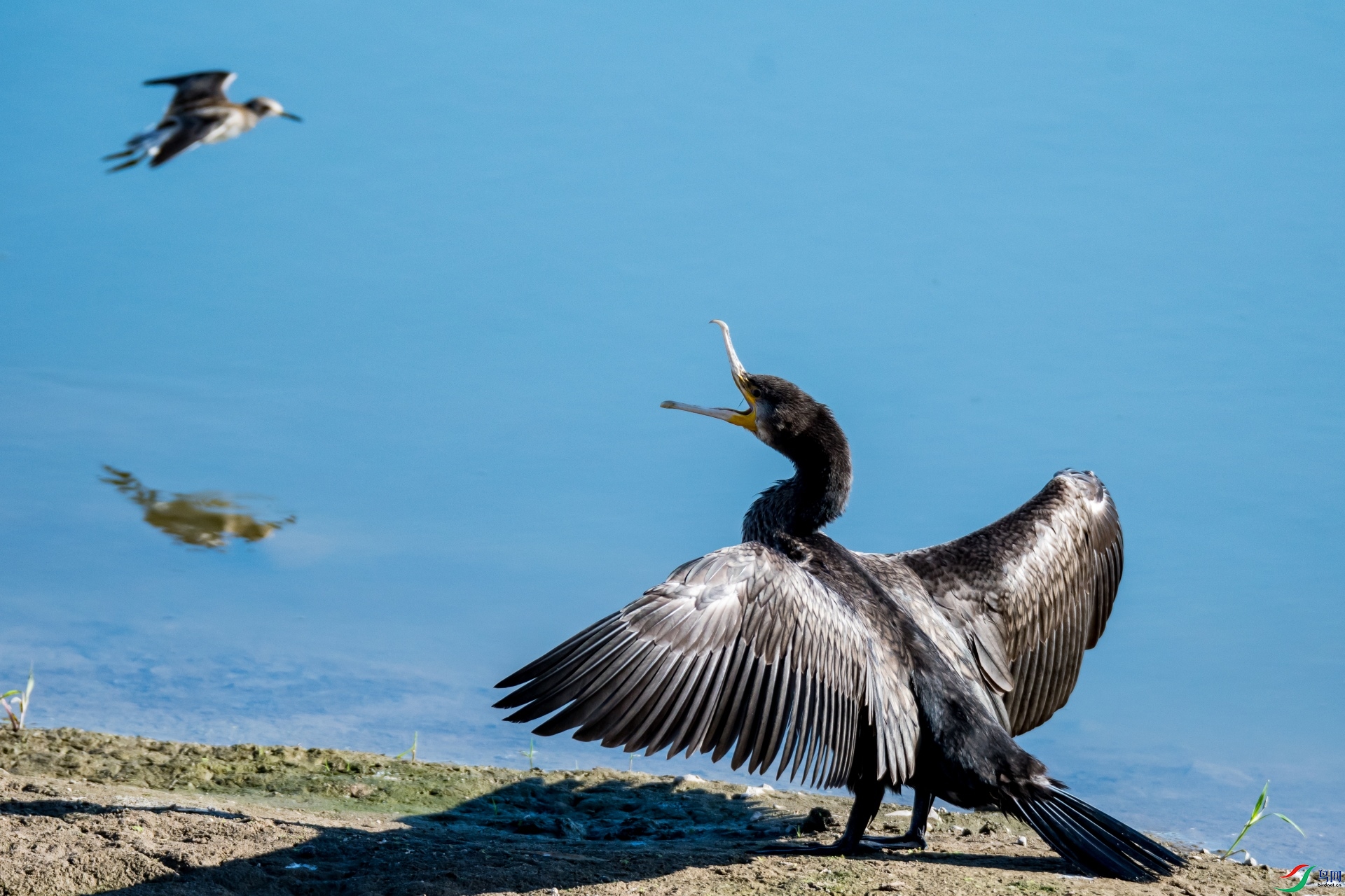 �����Է���