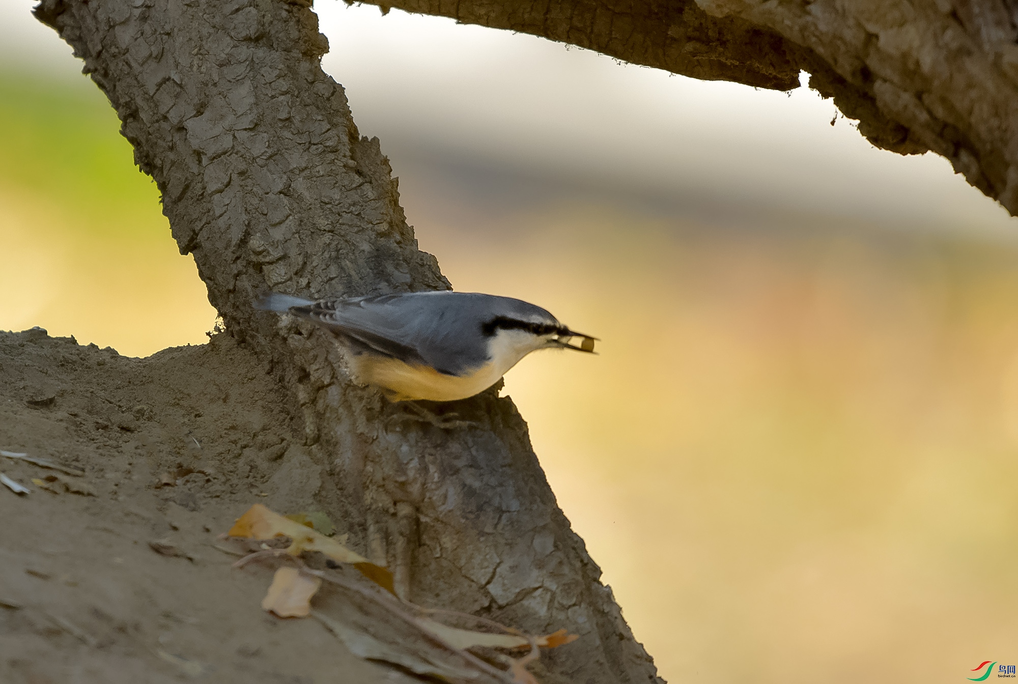 DSC_3335.JPG