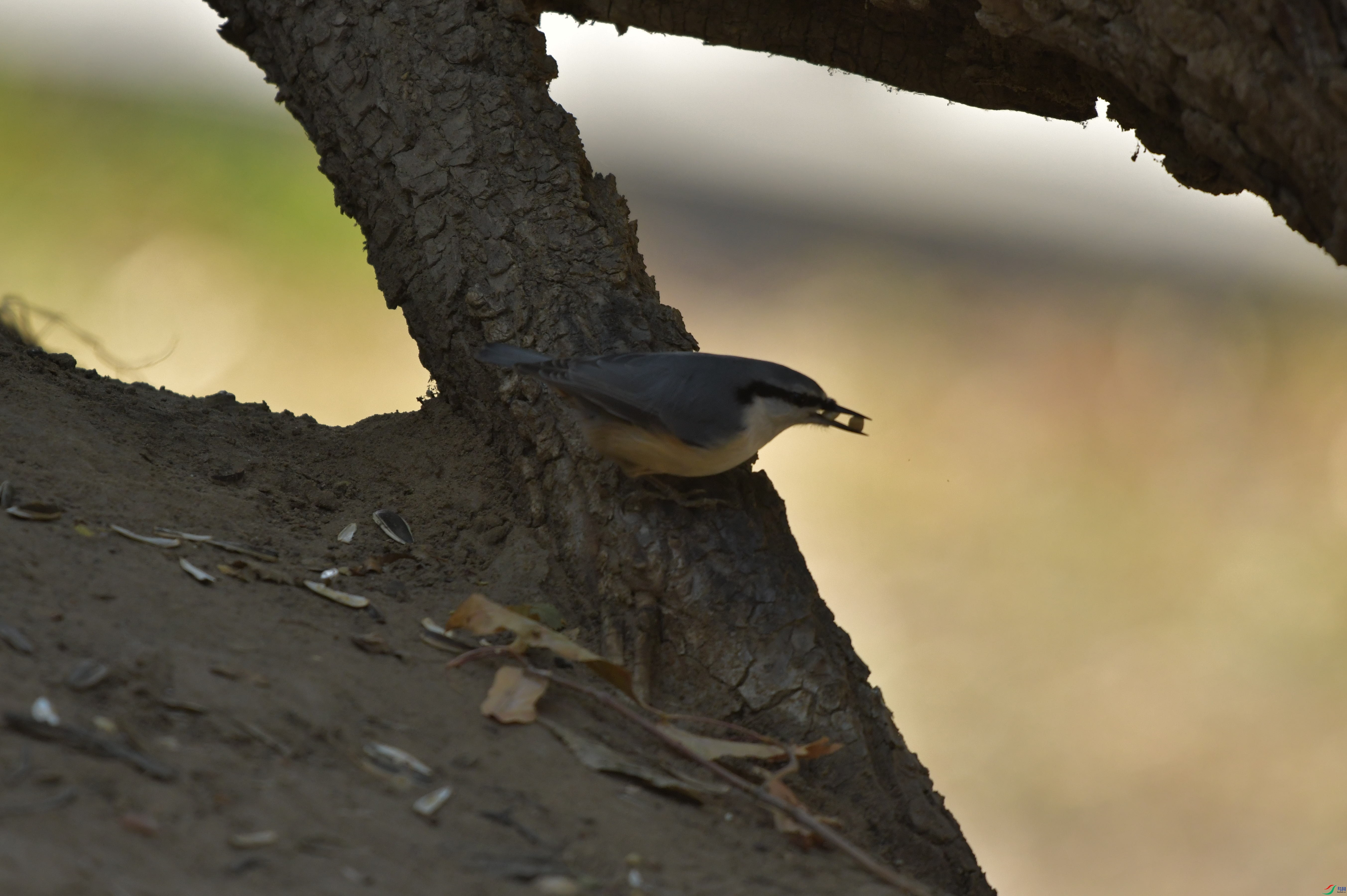 DSC_3334.JPG