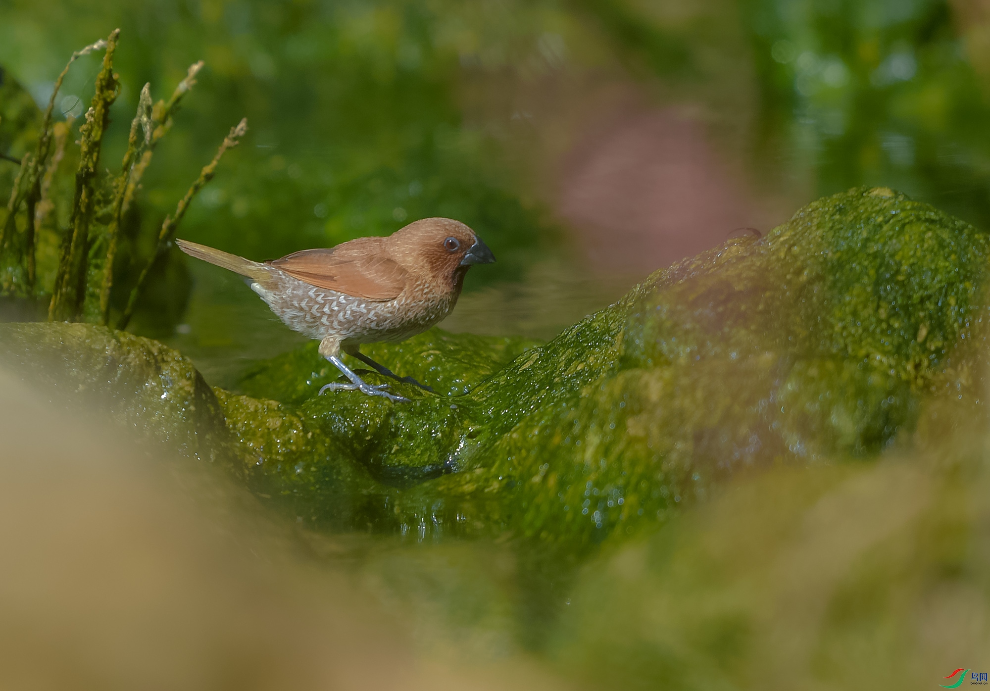 DSC_4033.JPG